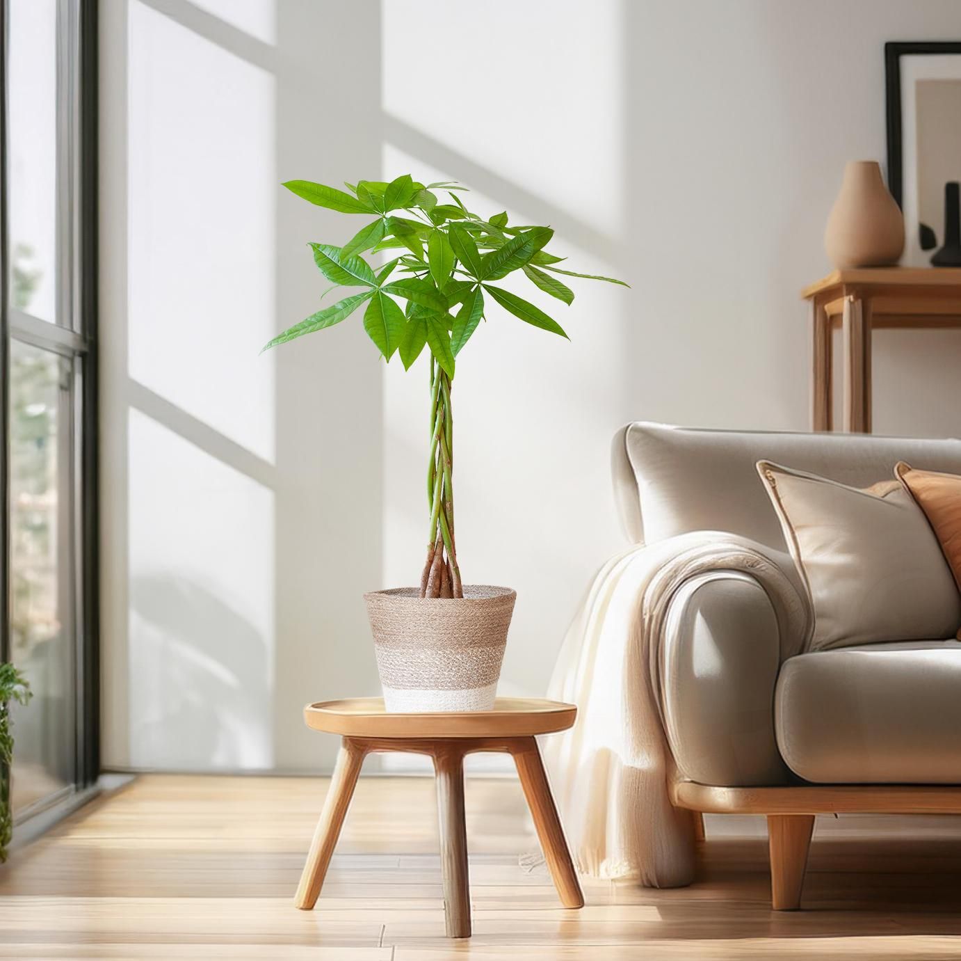 Pachira Aquatica mit Pflanzkorb weiß – ca. 80cm