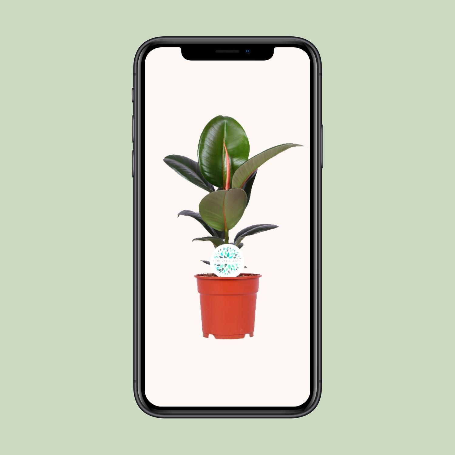 Ficus Elastica Robusta Zimmerpflanze