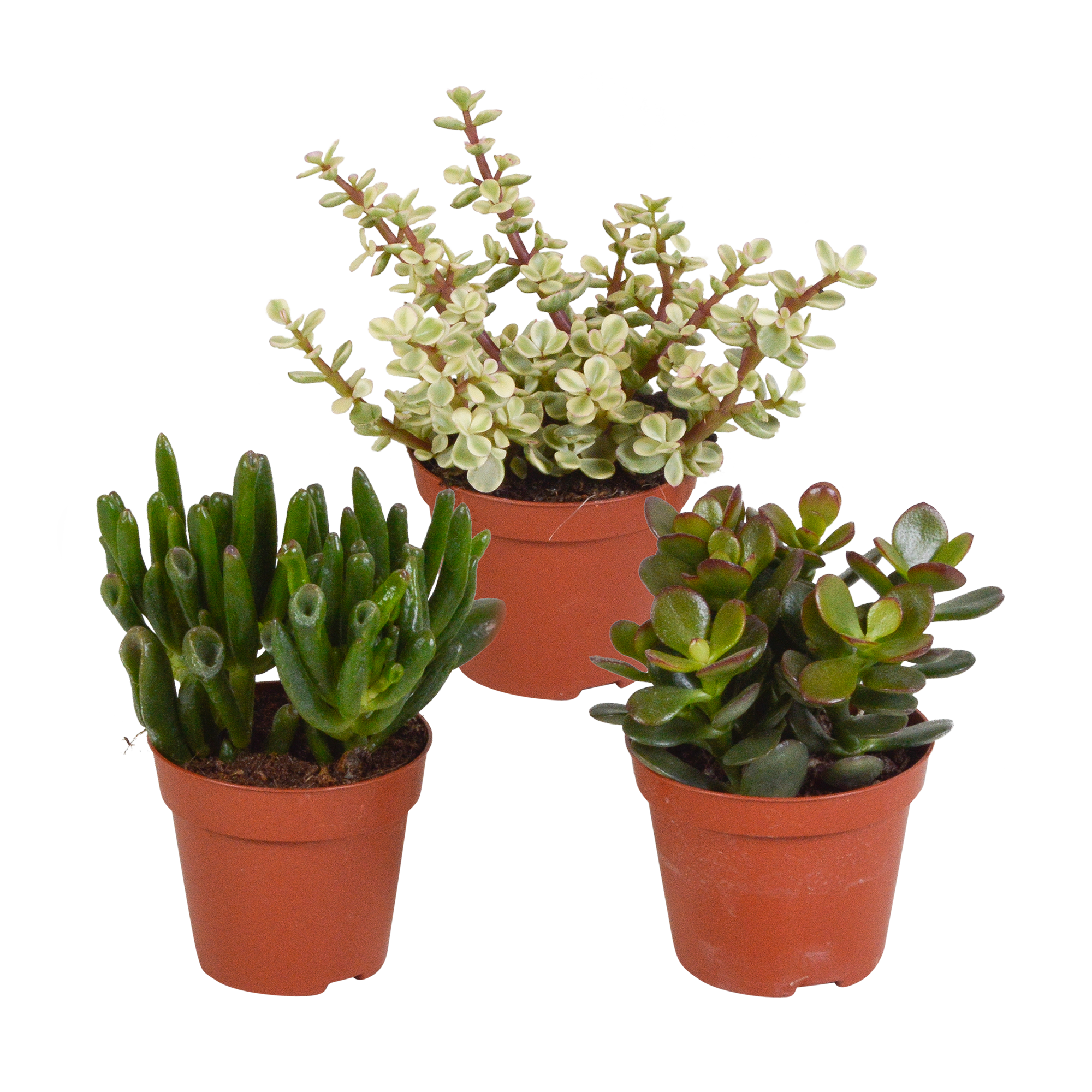 Crassula Mix – Vielfältige Sukkulenten ohne Topf