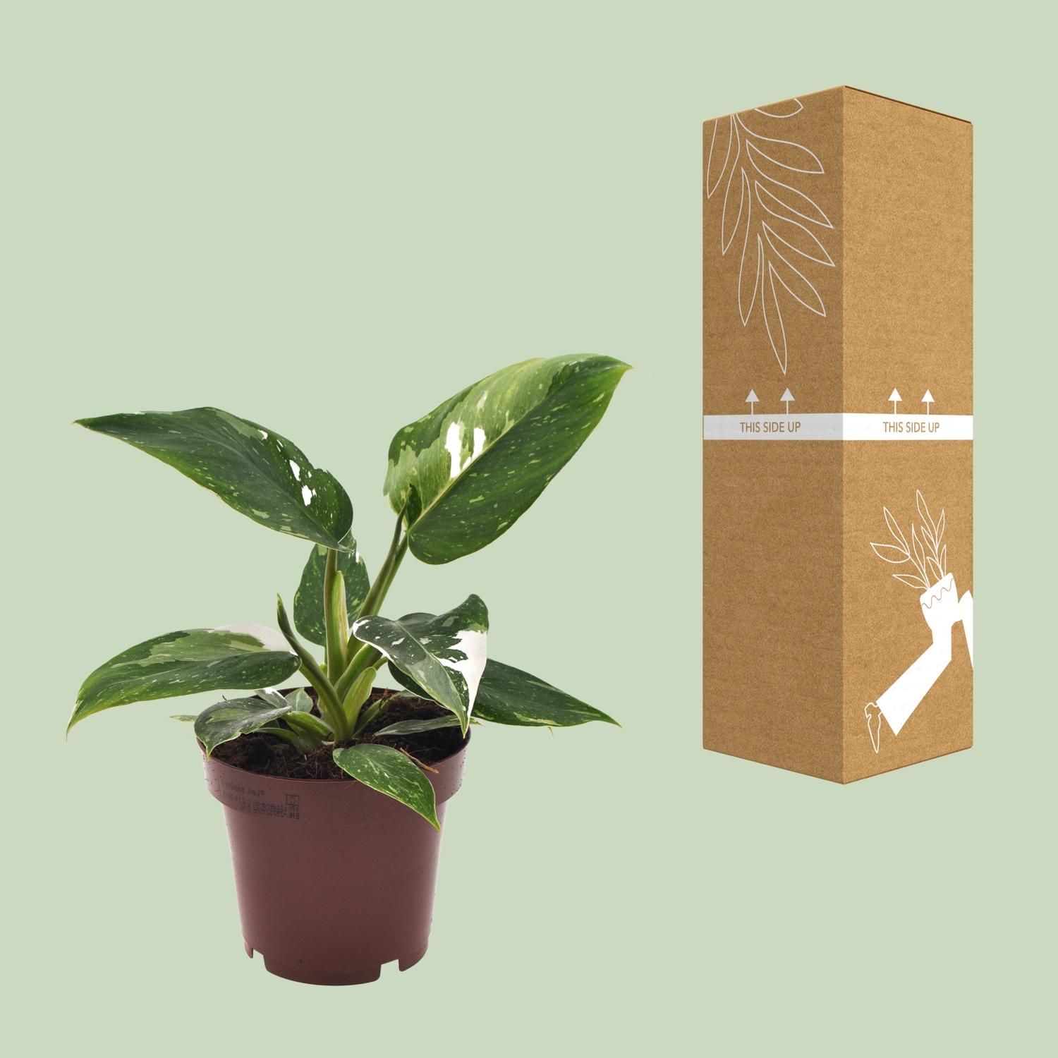 Philodendron White Princess Zimmerpflanze
