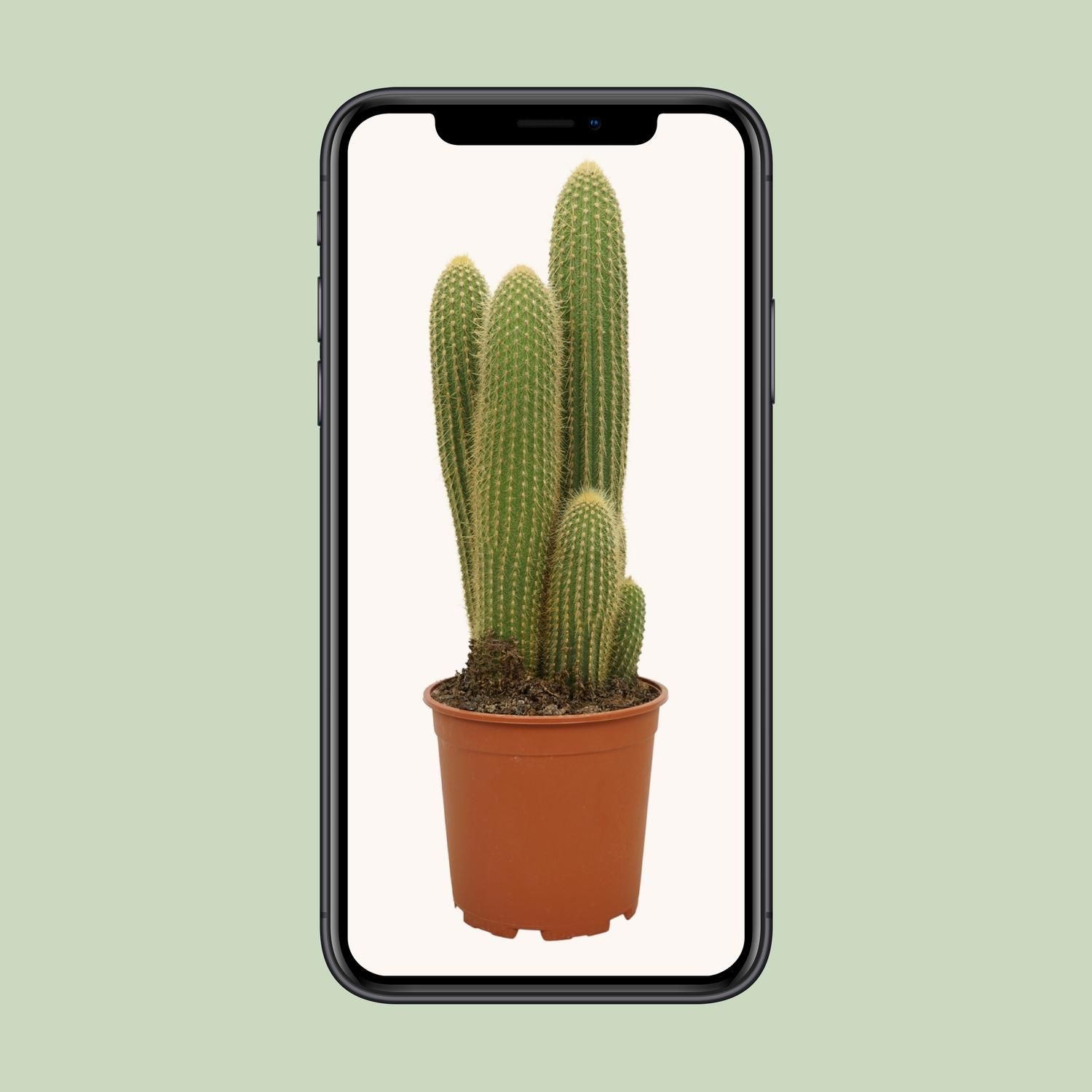 Vatricania Guentheri – Ø21cm – ↕55cm