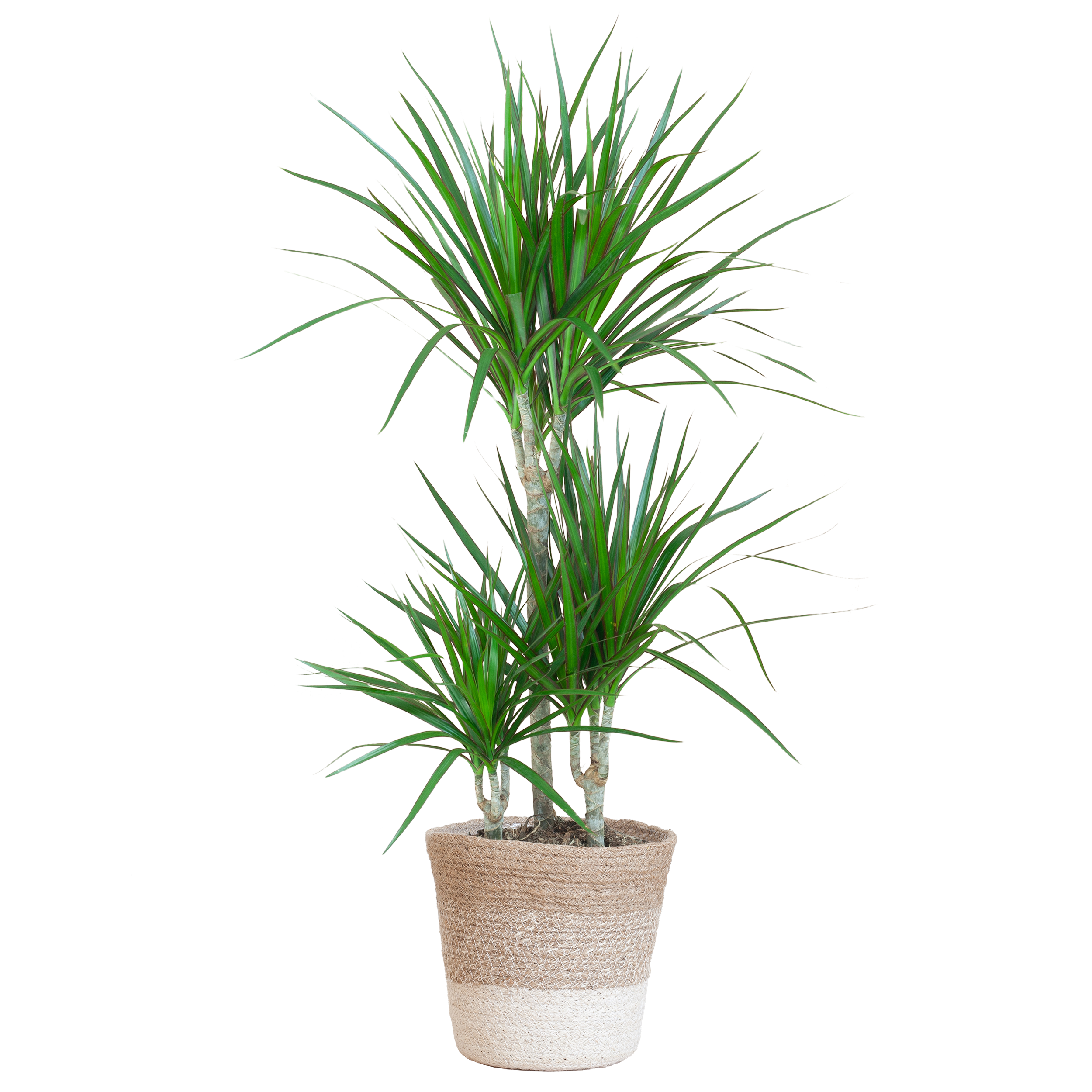Dracaena Marginata Zimmerpflanze mit weißem Lissabon-Korb