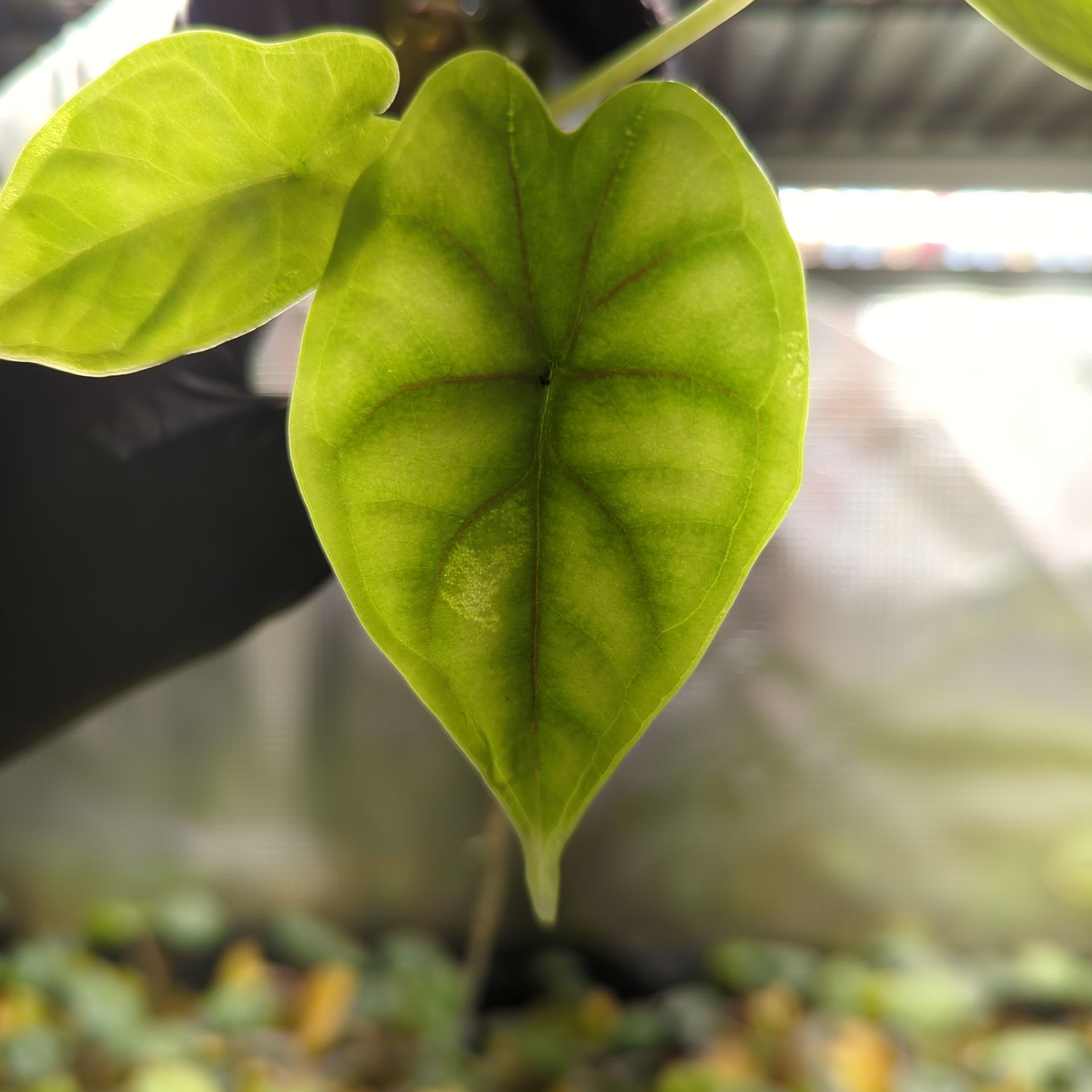 Baby Alocasia baginda Dragon Scale + selbstbewässernder Übertopf
