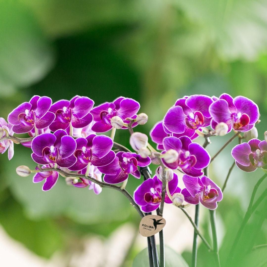 Phalaenopsis Orchidee Morelia violett