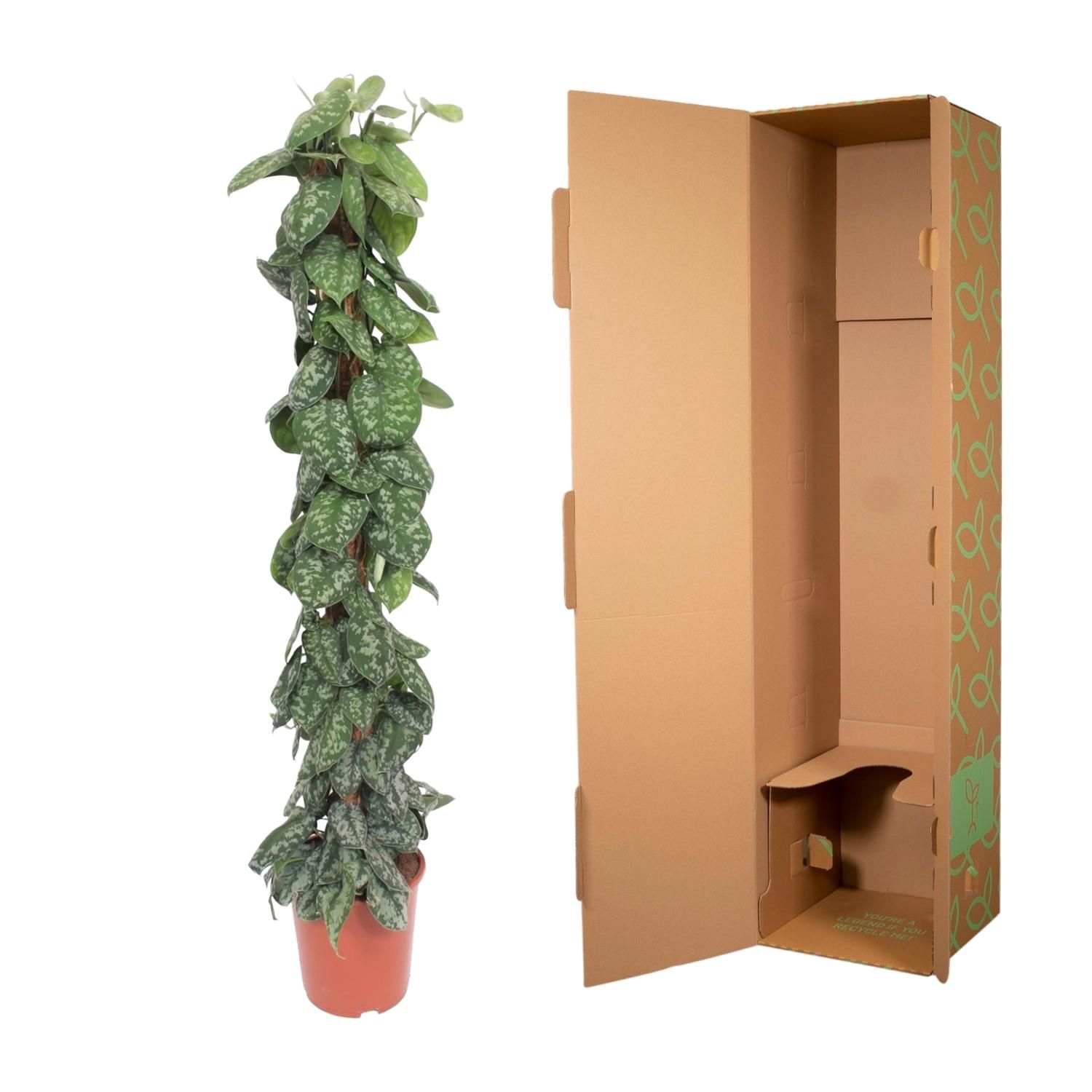 Scindapsus Pictus Trebie - Kletterpflanze mit Silbermarmorierung