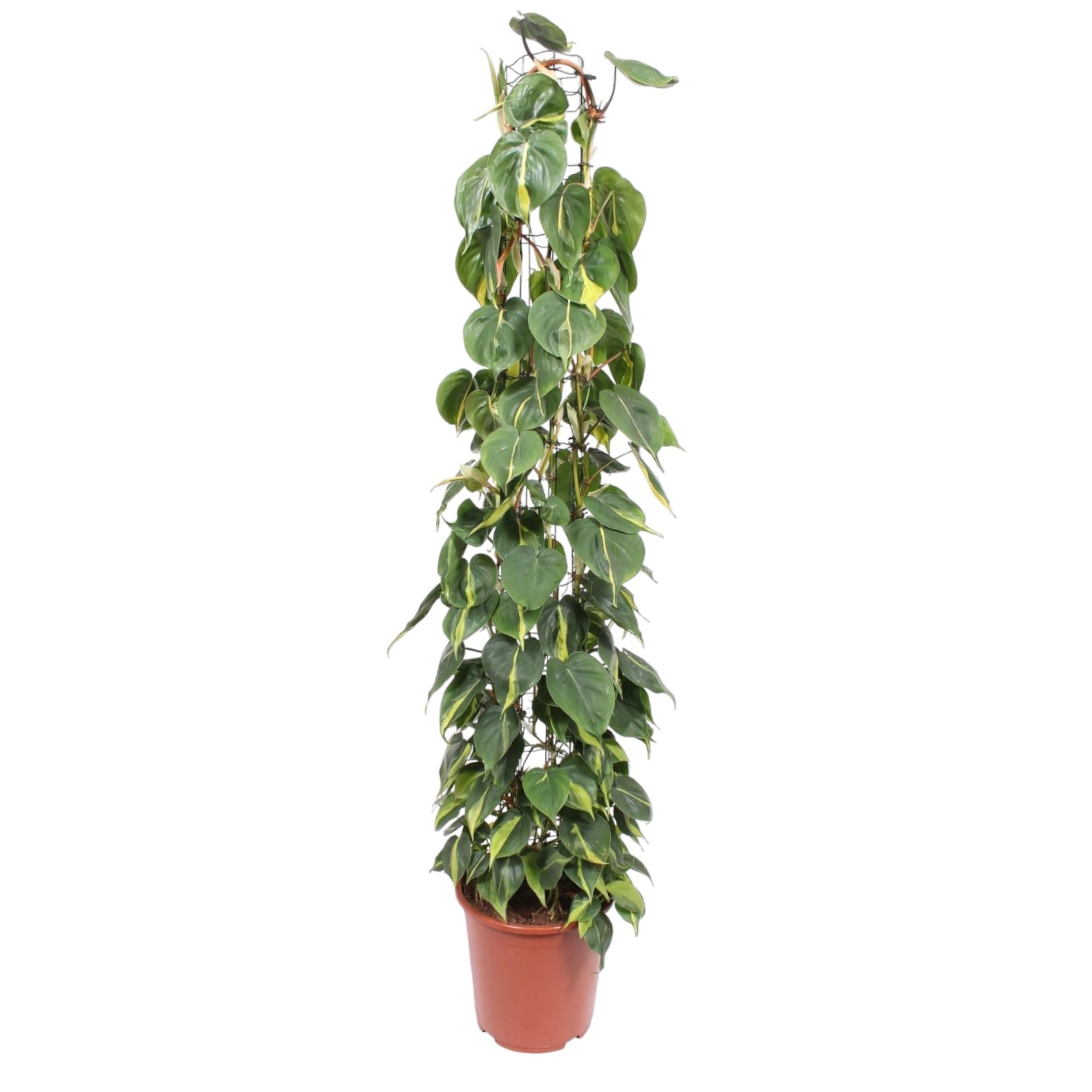 Philodendron Scandens Brasil - Grüne Kletterpflanze