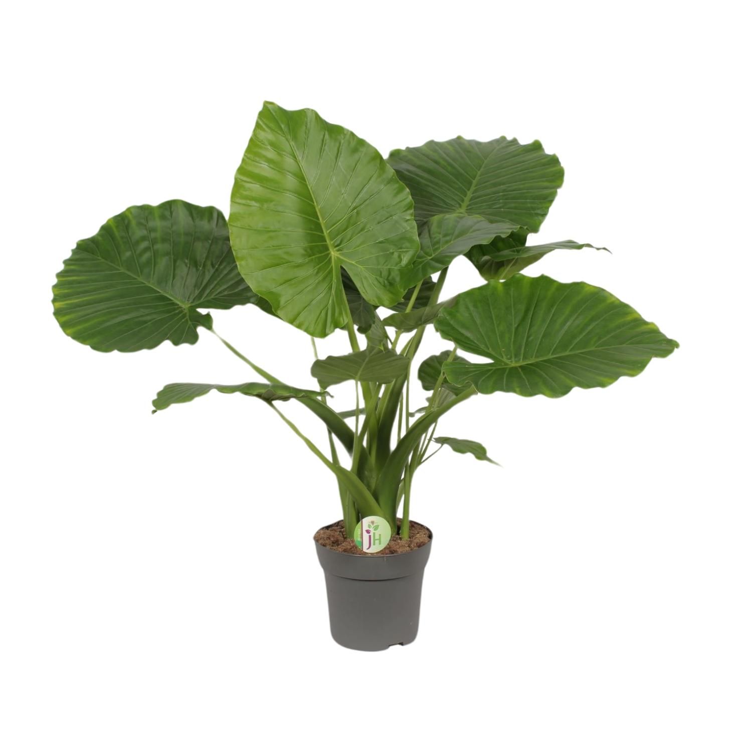 Alocasia Gageana California große Zimmerpflanze