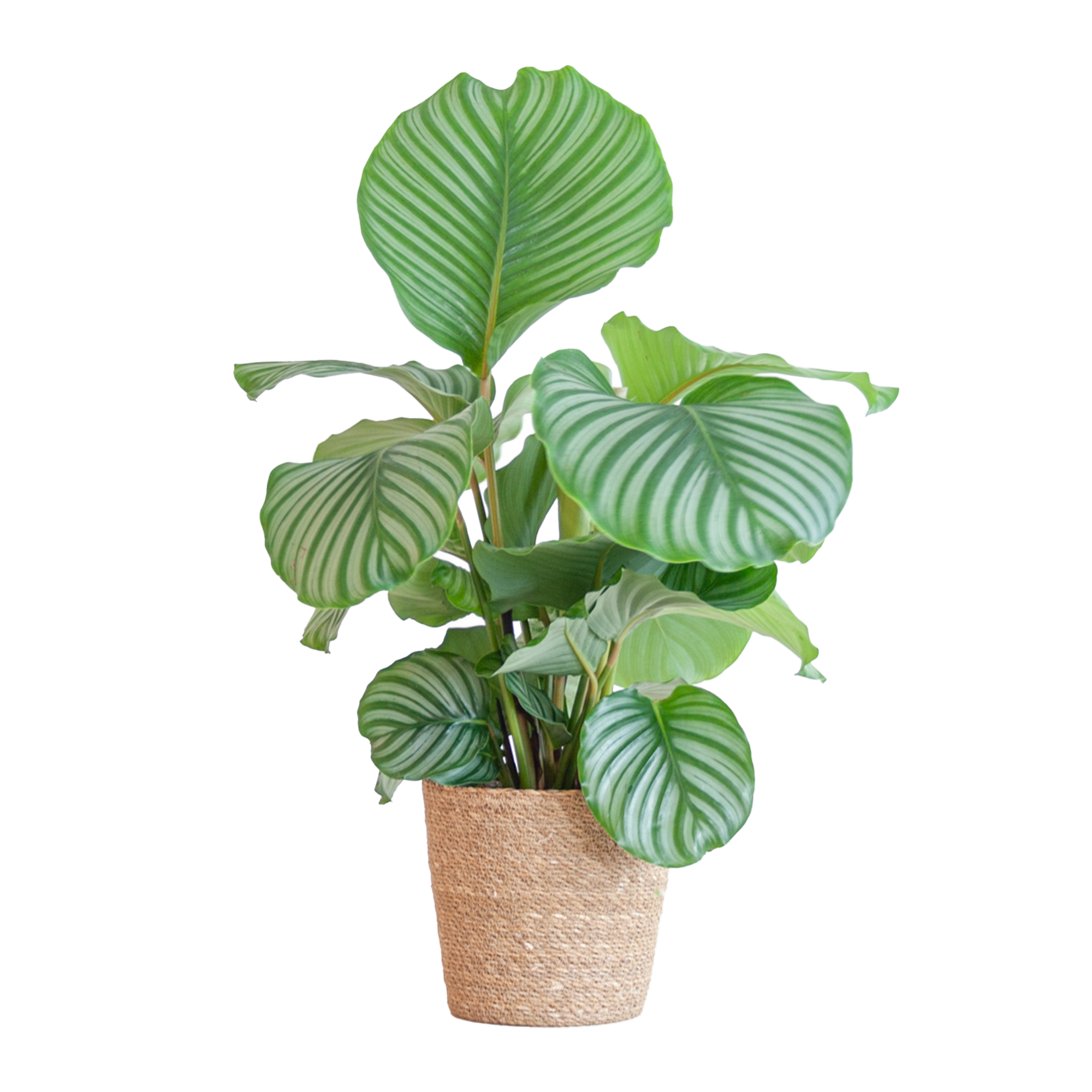 Tropische Calathea Orbifolia | In Sofia Korb Natur | 65cm Hoch