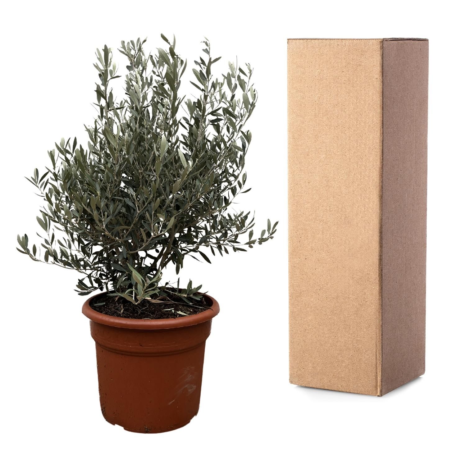 Olivenbaum Olea Europaea - kompakter Oleastrauch