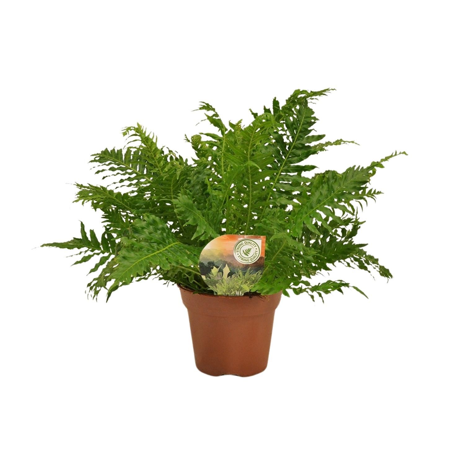 Blechnum Silver Lady Farn - Eleganter Zimmerfarn