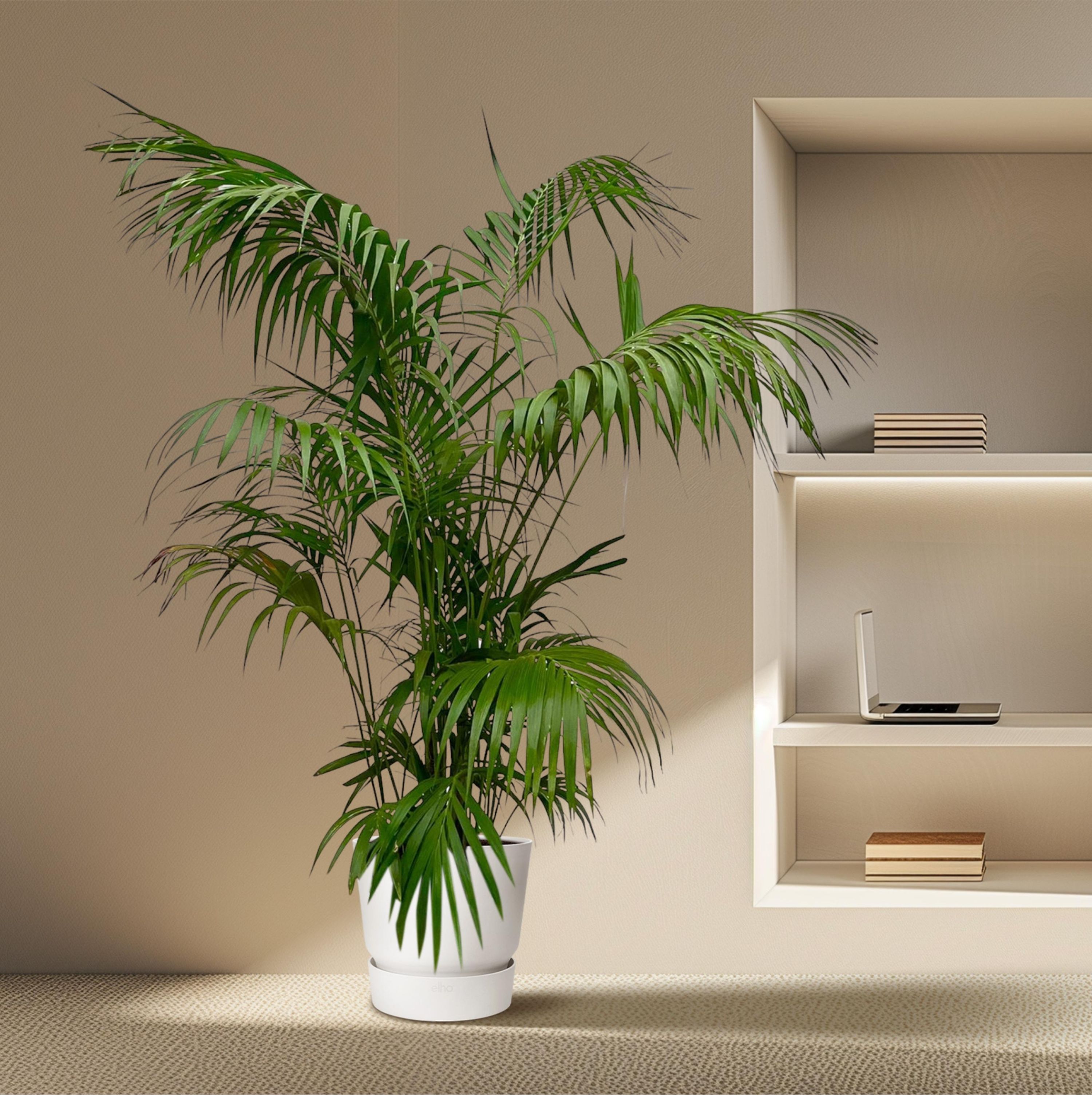 Elegante Kentia Palme für tropisches Flair