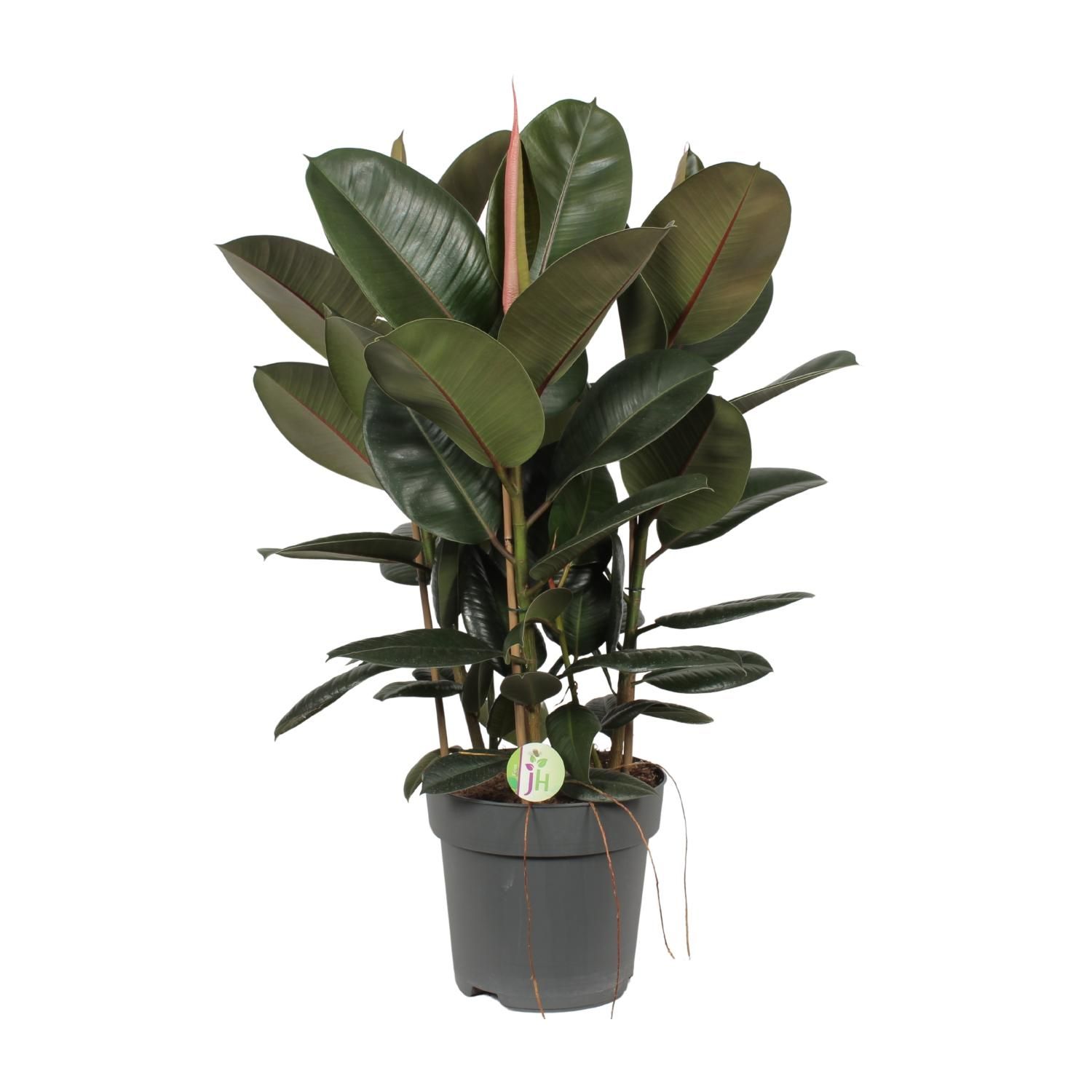 Ficus Robusta Zimmerpflanze