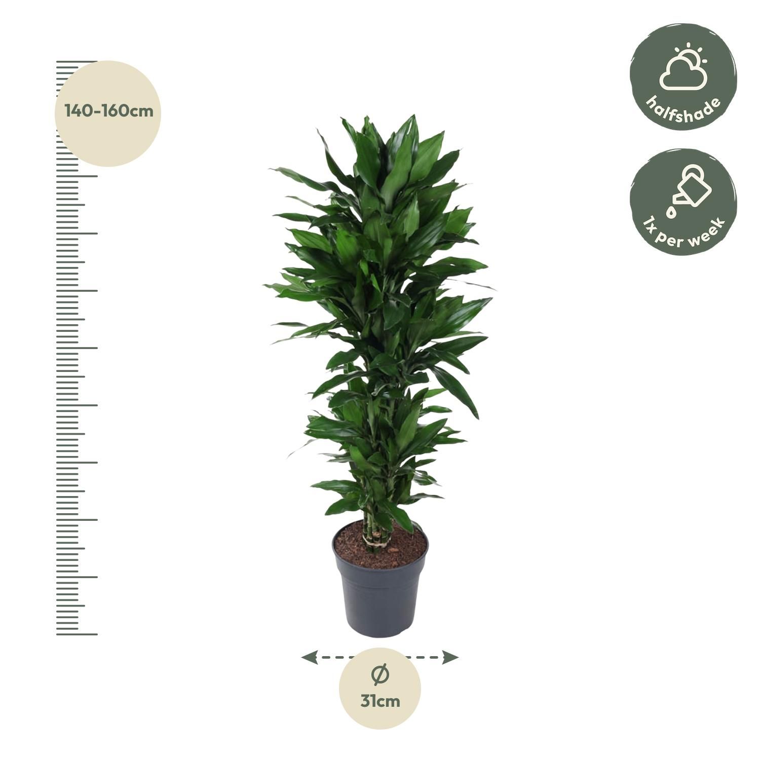 Dracaena Janet Lind – Eleganter Zimmerpflanzenklassiker