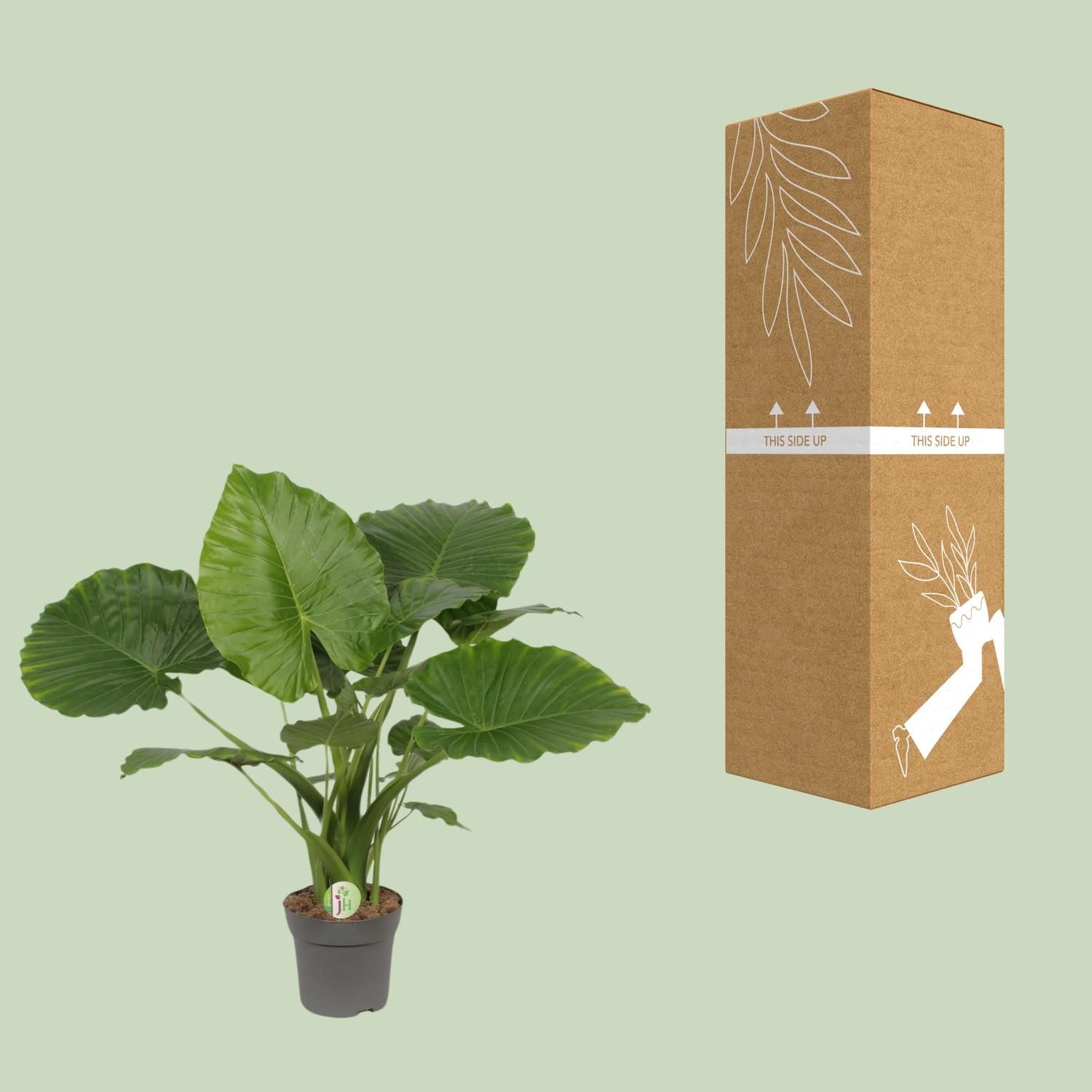 Alocasia Gageana California große Zimmerpflanze