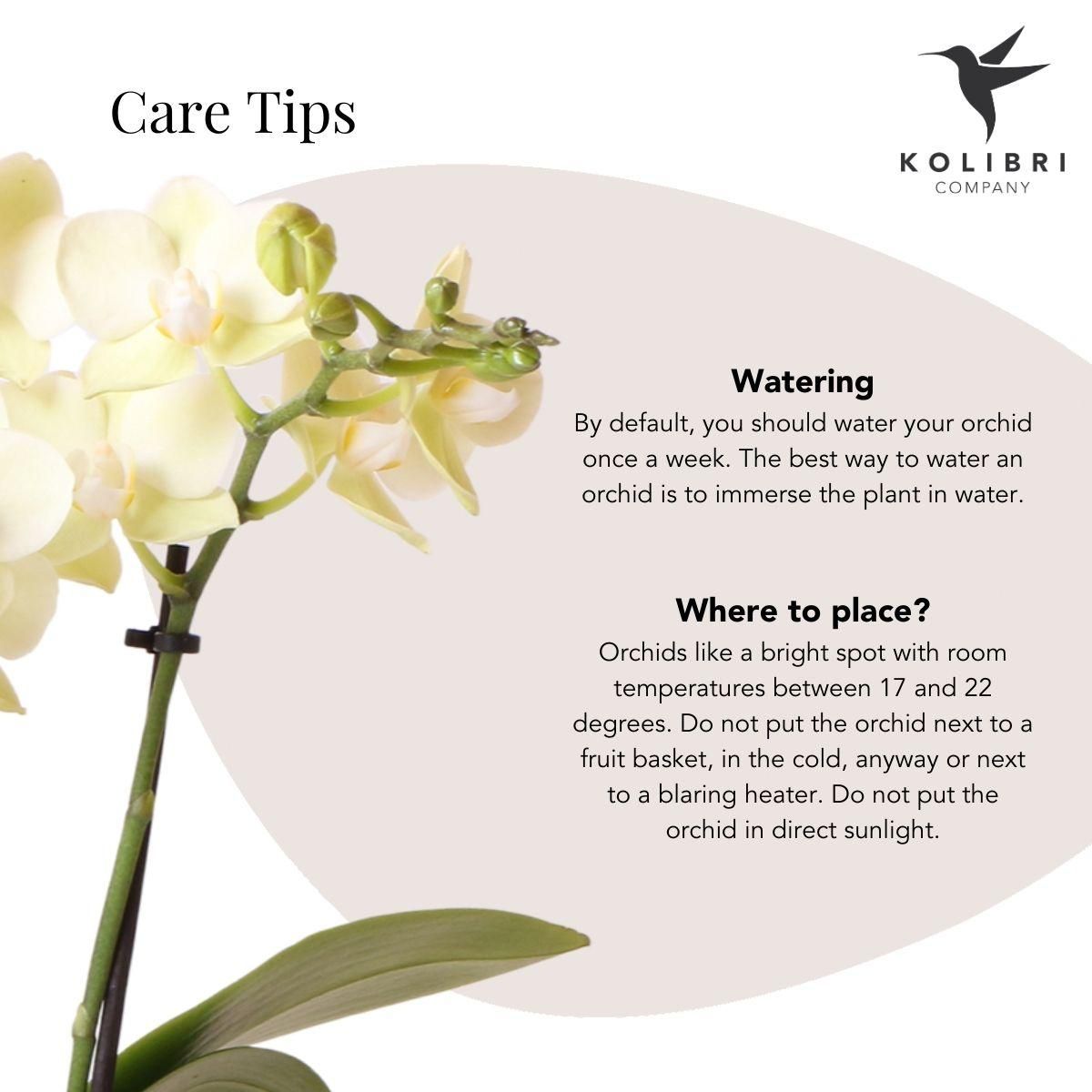 Gelbe Phalaenopsis Orchidee in Citrus Ziertopf