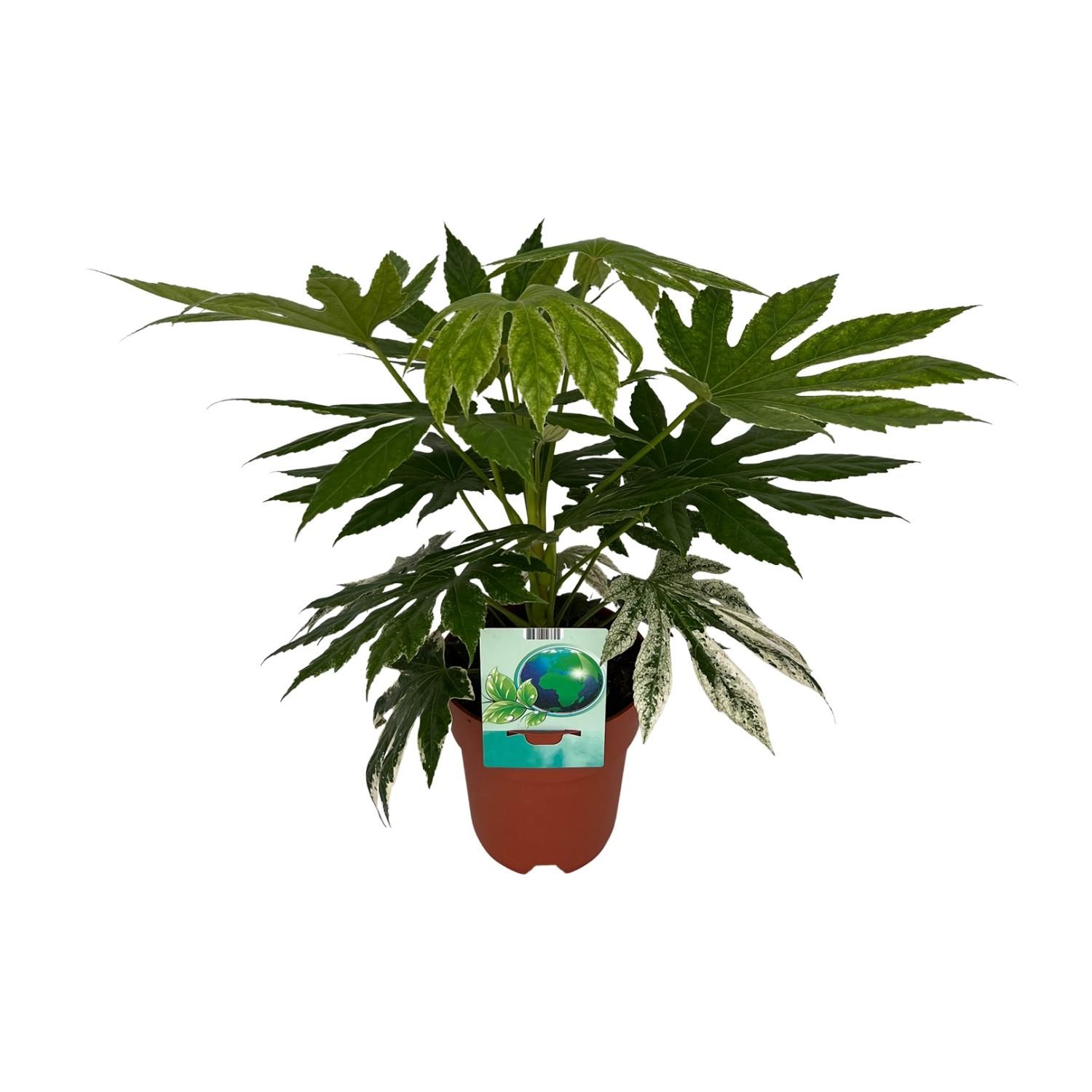 Fatsia japonica Zimmerpflanze mit panaschiertem Laub