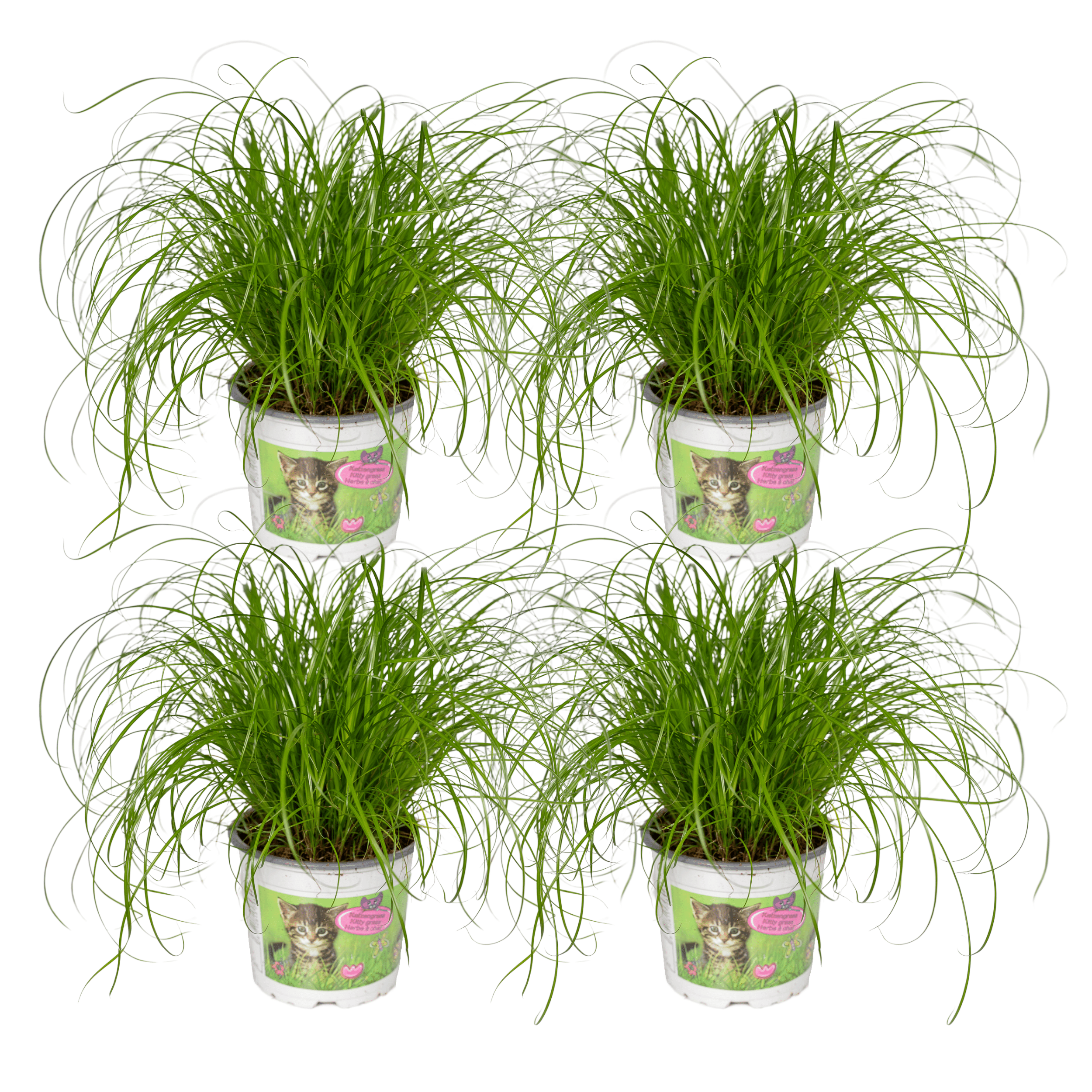 Cyperus Alternifolius Katzengras Zimmerpflanze