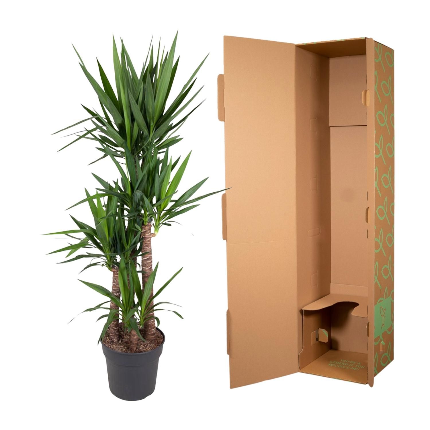 Yucca Elephantipe Elefantenpalme Zimmerpflanze