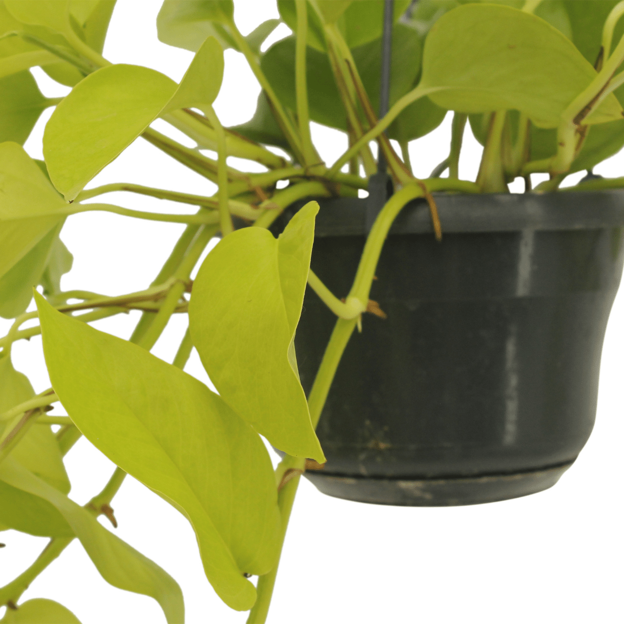 Epipremnum Golden Pothos Zimmerpflanze