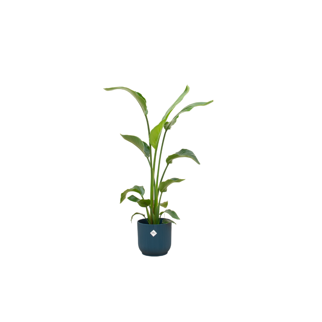 Strelitzia Nicolai exotische Zimmerpflanze mit blauem Übertopf