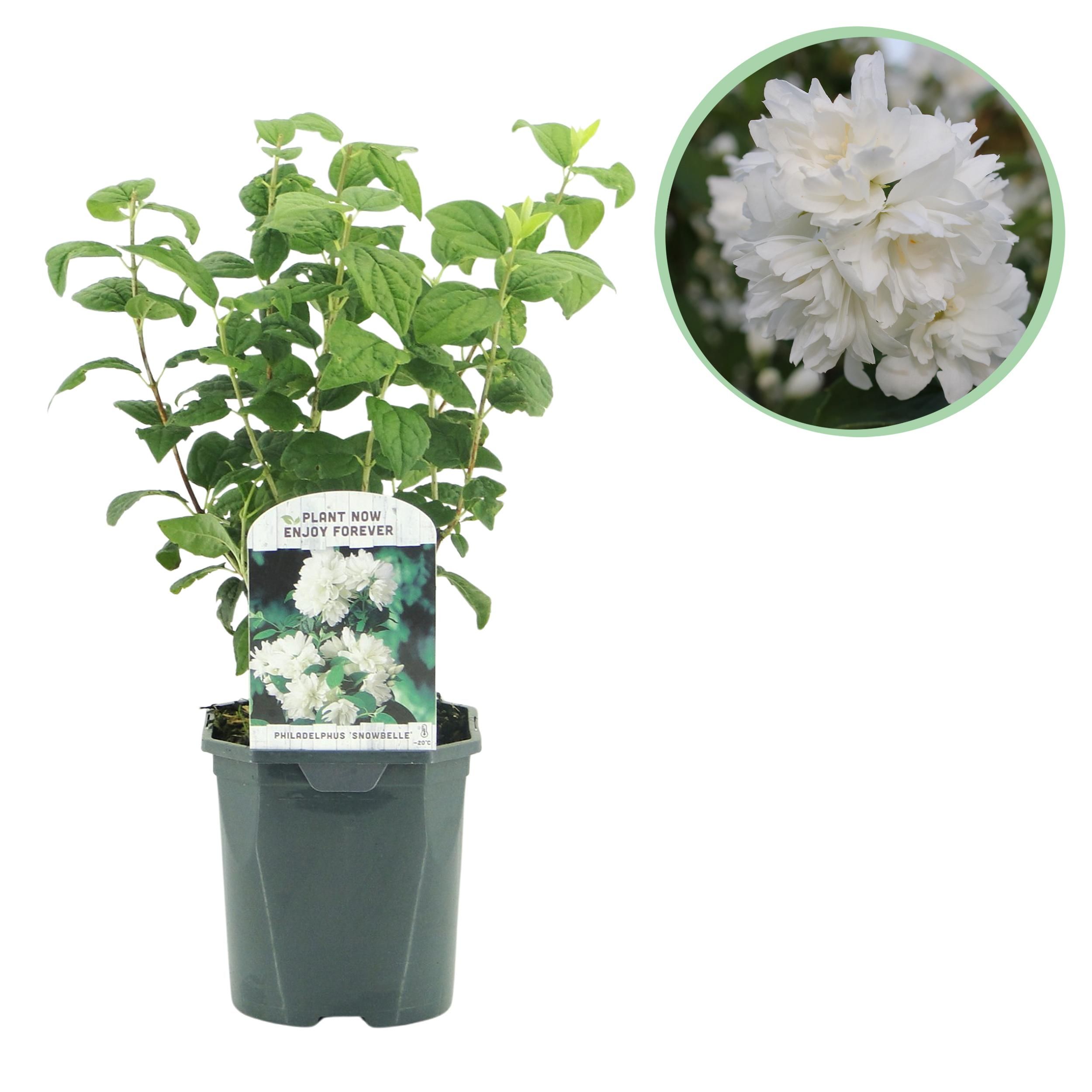Bauernjasmin Philadelphus – Weiß Blühend – Wenig Pflege | Laubabwerfend