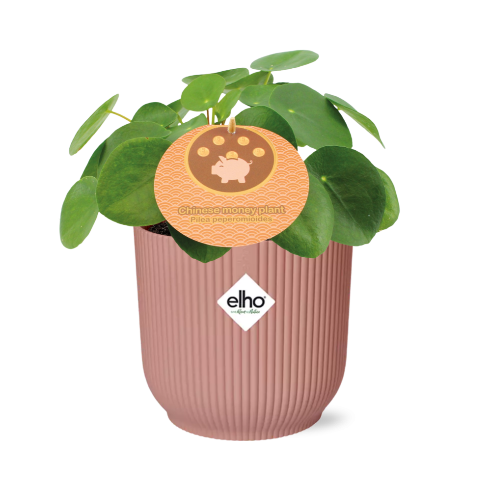 Pilea Peperomioides Zimmerpflanze