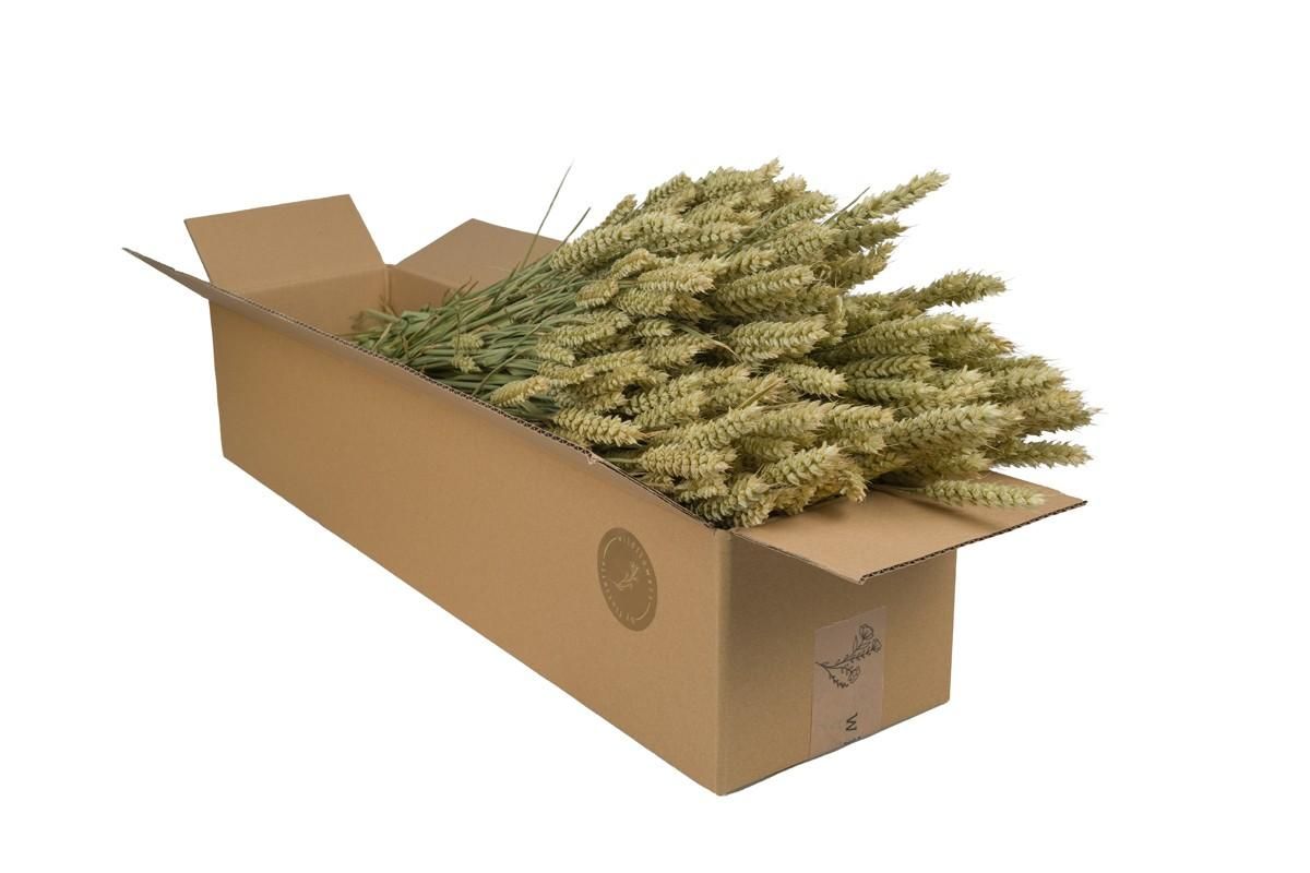 Getrocknete Tarwe Ähren – Natural 4 Bündel – 60cm