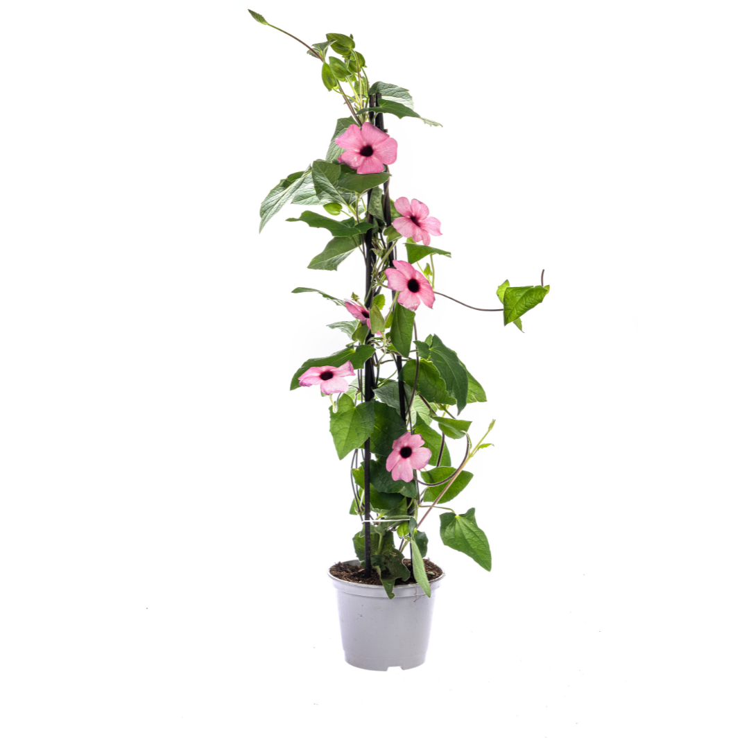 4x Schwarzäugige Susanne | Kletterpflanze | Rosafarbene Blüten | Ø13cm