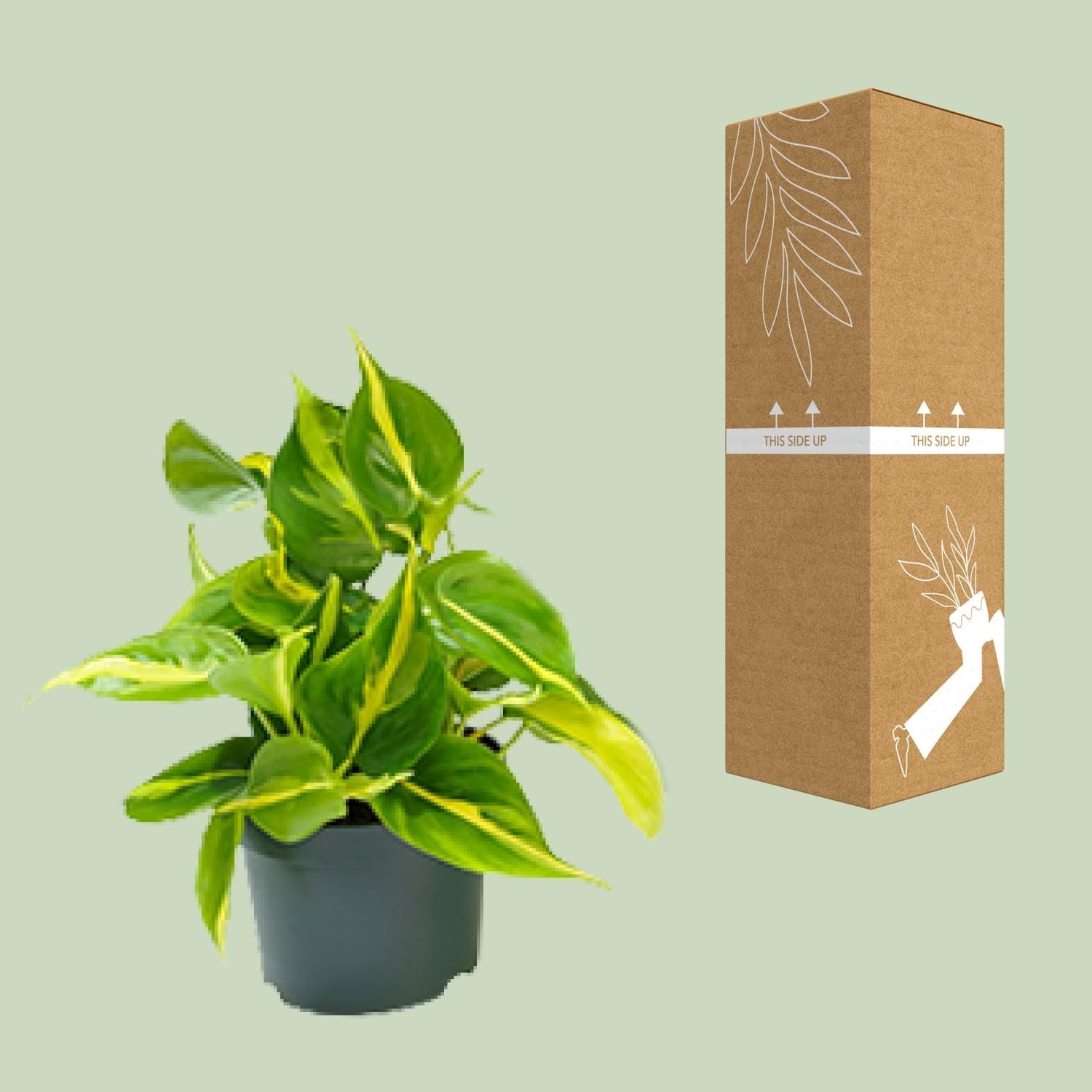 Philodendron Brasil Zimmerpflanze