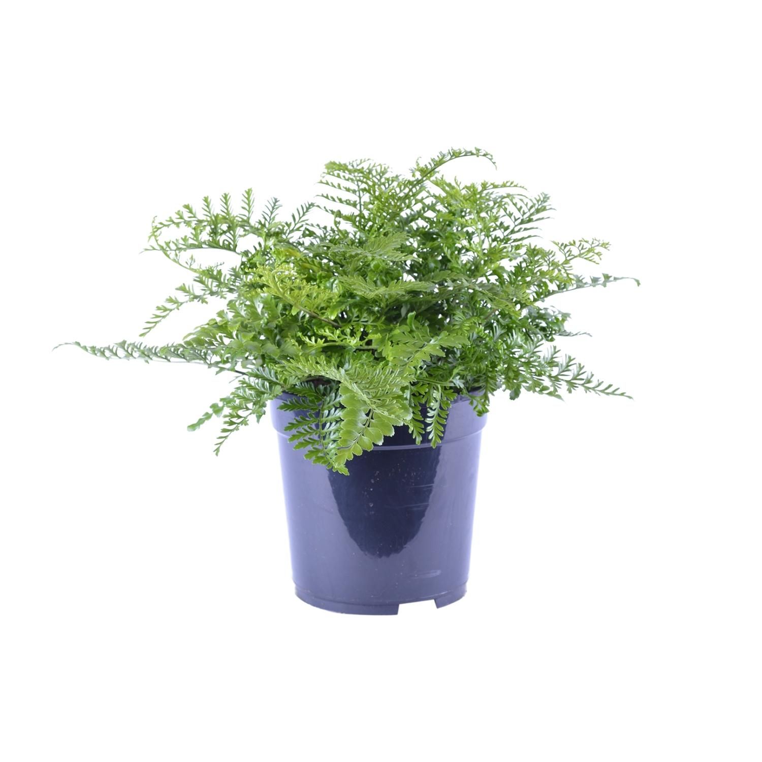 Asplenium Parvati Zimmerfarn