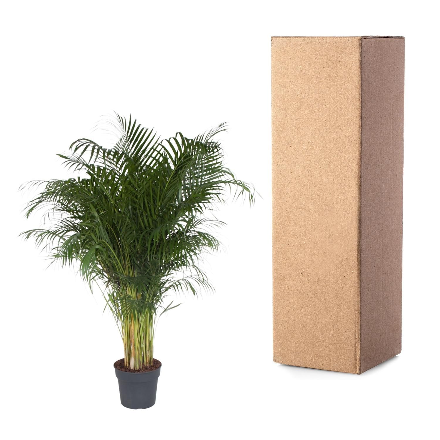 Areca-Palme Dypsis Lutescens