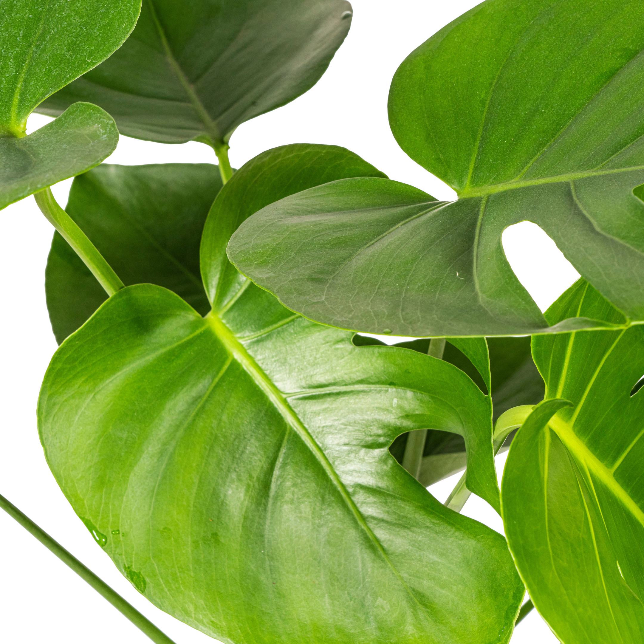 Monstera Tauerii Ø19cm – 70-90cm Hoch – Große Löcher
