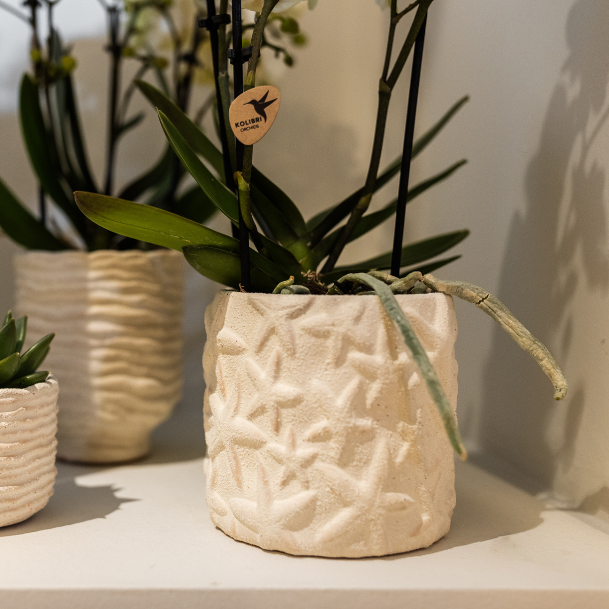 Star Fish Dekotopf – Off White – Ø6cm