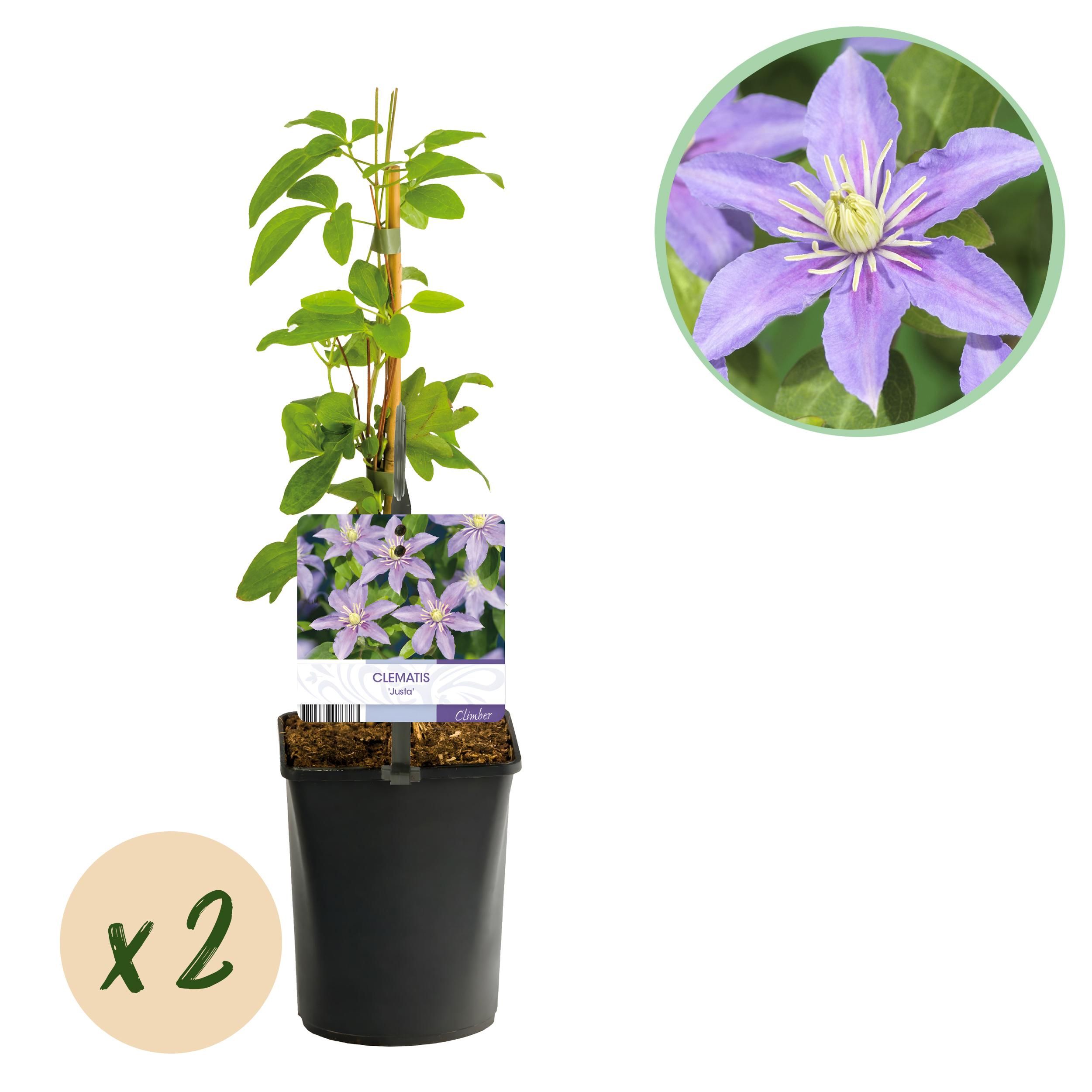 Clematis Justa – Kletterpflanze – Hellblaue Blüten – Wenig Pflege – 2 Pflanzen
