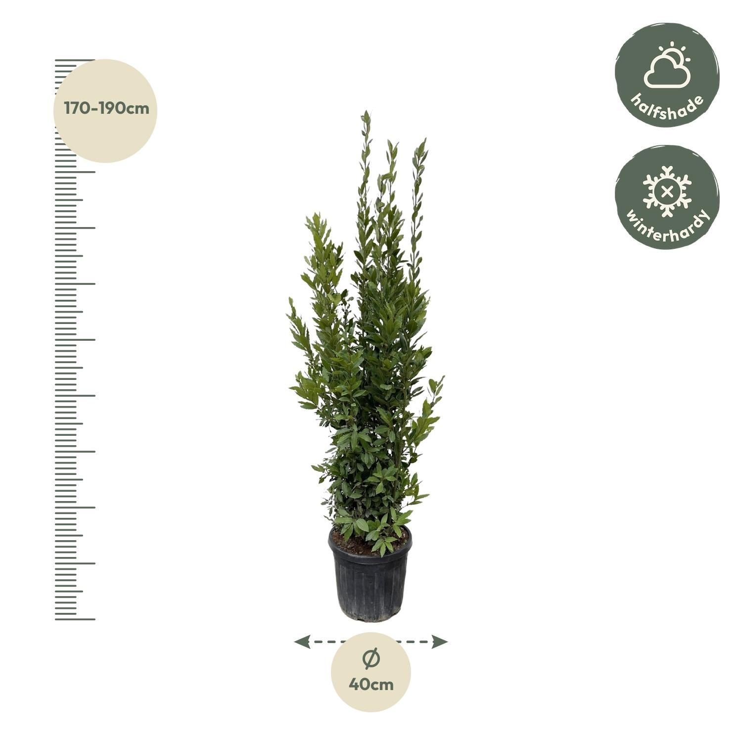 Laurbeer Lorbeerstrauch – Elegante, aromatische Kübelpflanze
