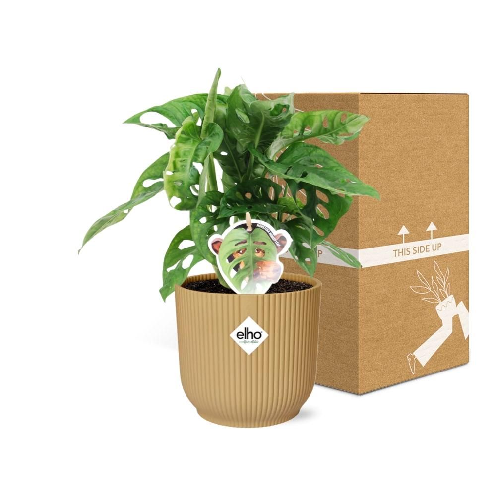 Monstera Monkey Leaf Zimmerpflanze