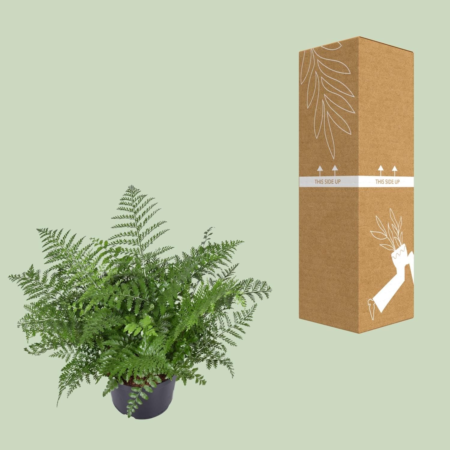 Asplenium Parvati - Eleganter Zimmerfarn