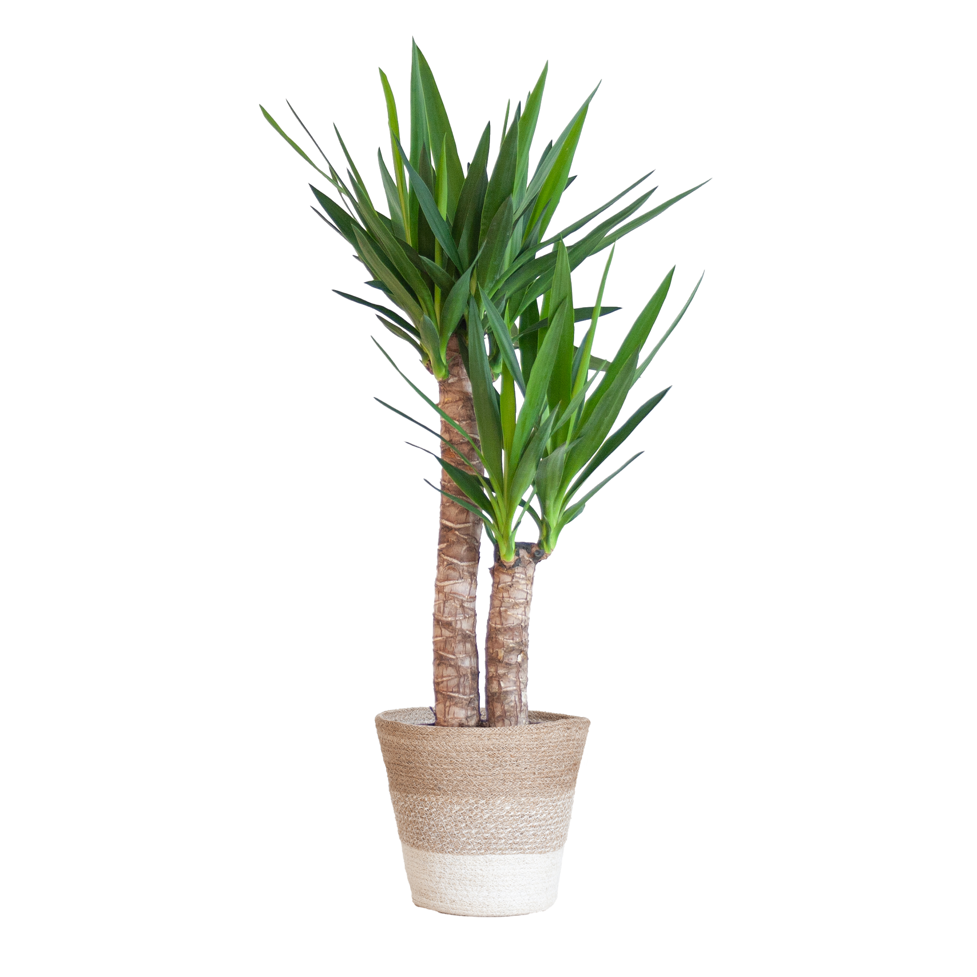 Yucca Elephantipes – 90cm hoch | Im weißen Korb | Ø21