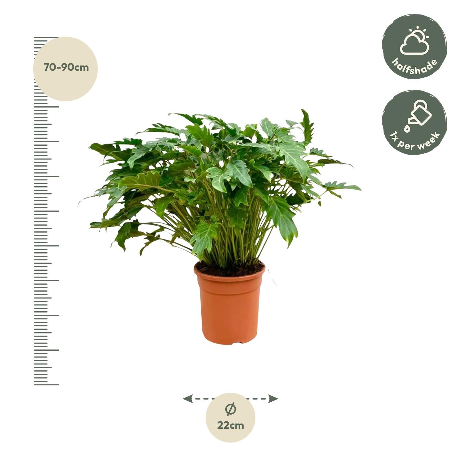 Philodendron Xanadu Zimmerpflanze