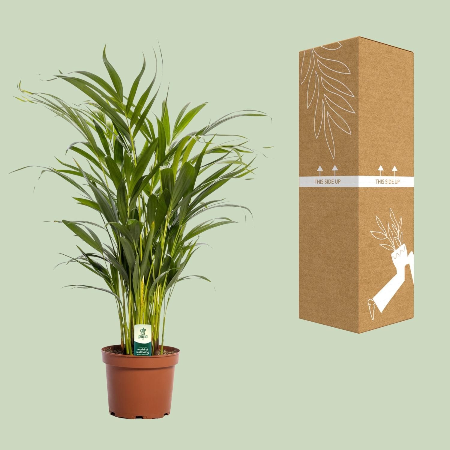 Dypsis Lutescens Areca-Palme