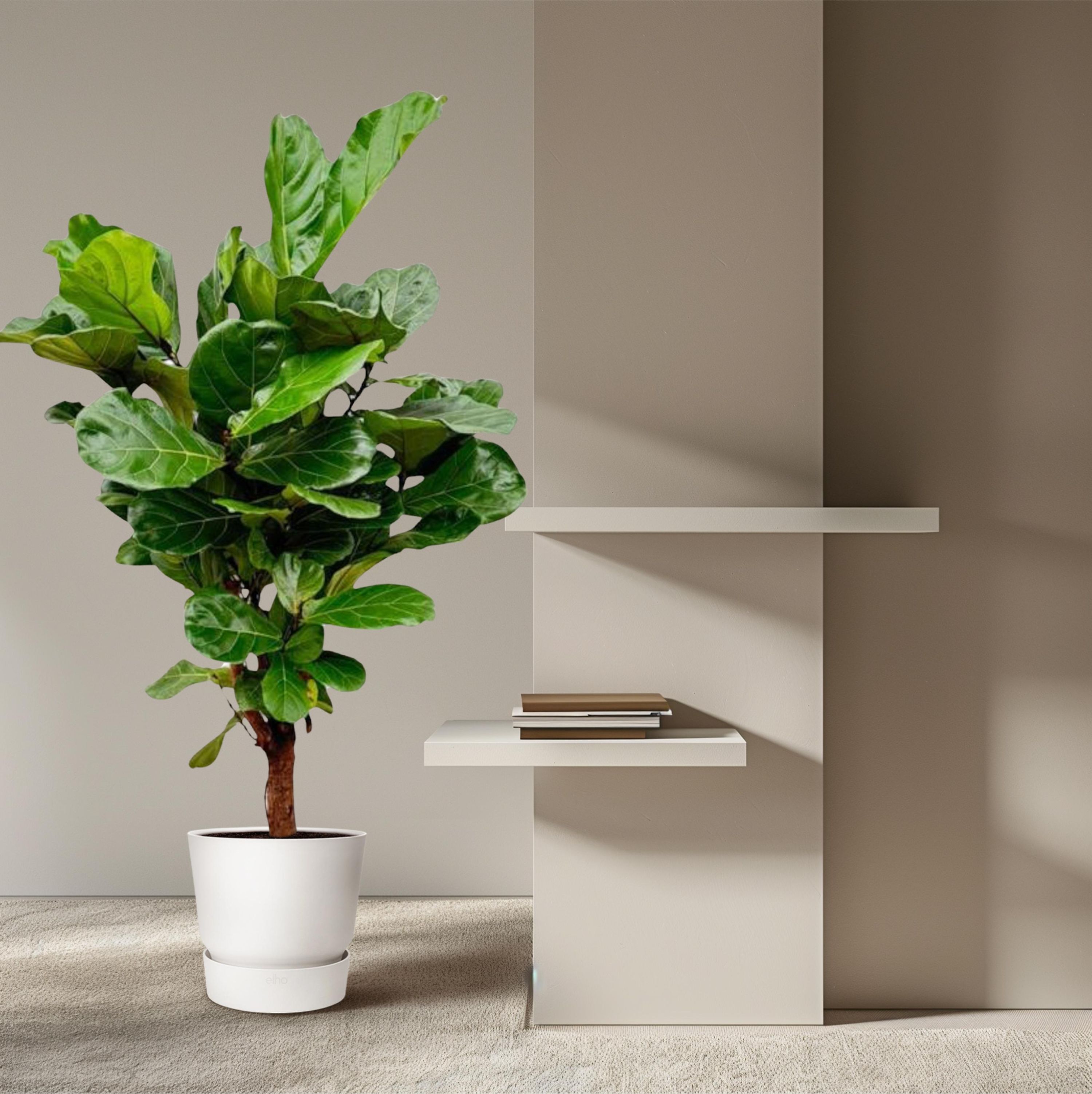 Ficus Lyrata Geigenfeige Zimmerpflanze