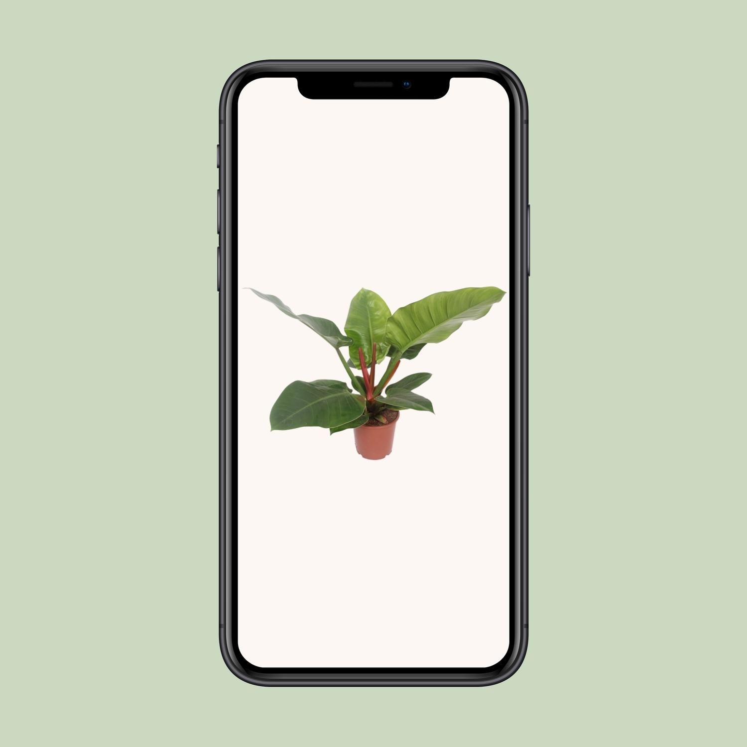 Philodendron Imperial Green – Stilvolle Zimmerpflanze