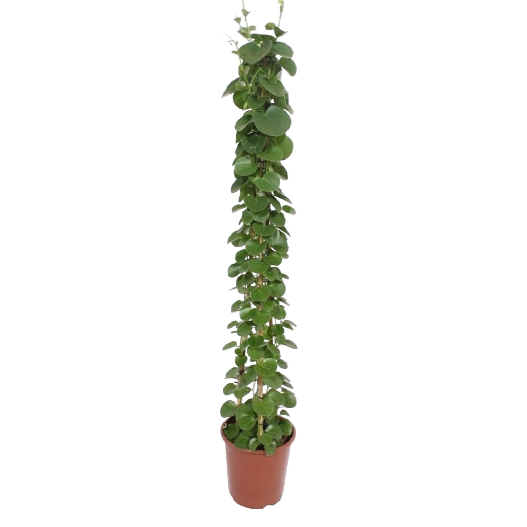 Cissus rotundifolia Pyramidenpflanze