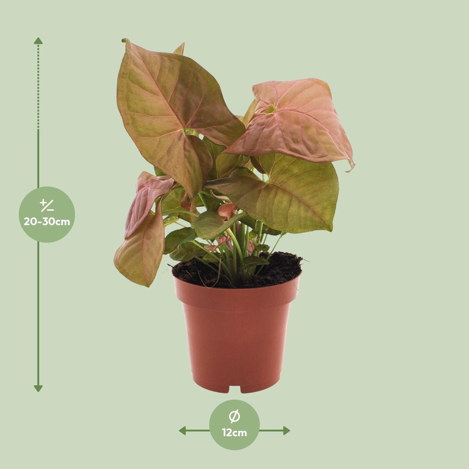 Syngonium Neon - Pfeilspitzenpflanze mit dekorativem Charakter