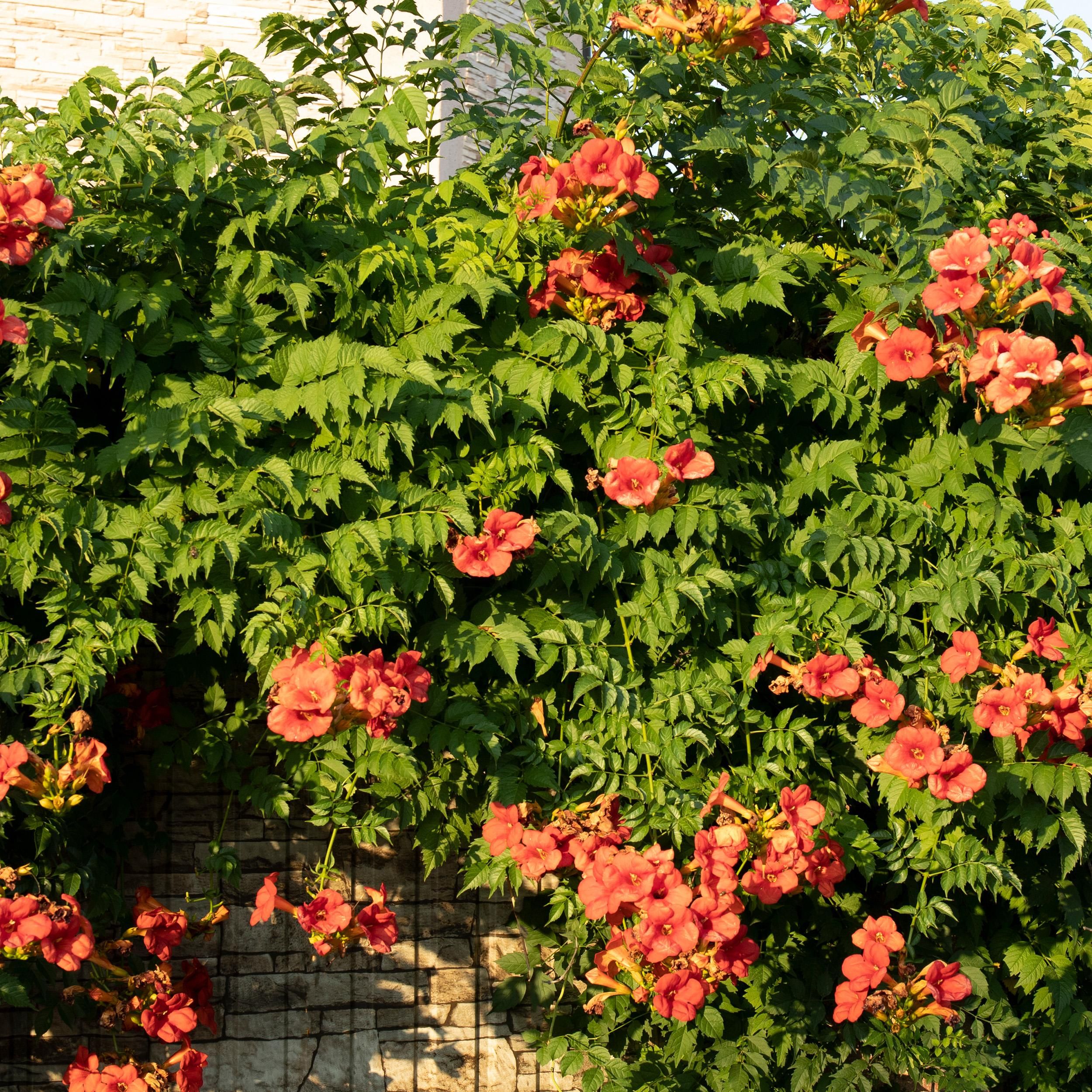 Campsis radicans Trompetblume Madame Galen