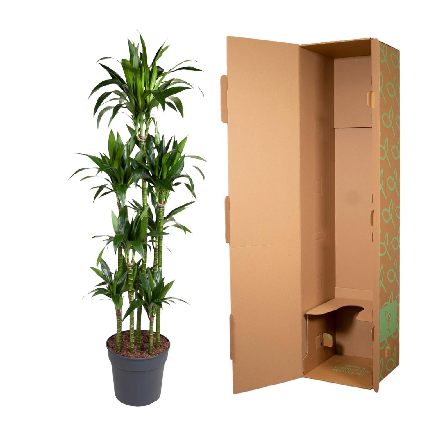 Dracaena Janet Craig Carrousel - Elegante Zimmerpflanze mit glänzenden Blättern