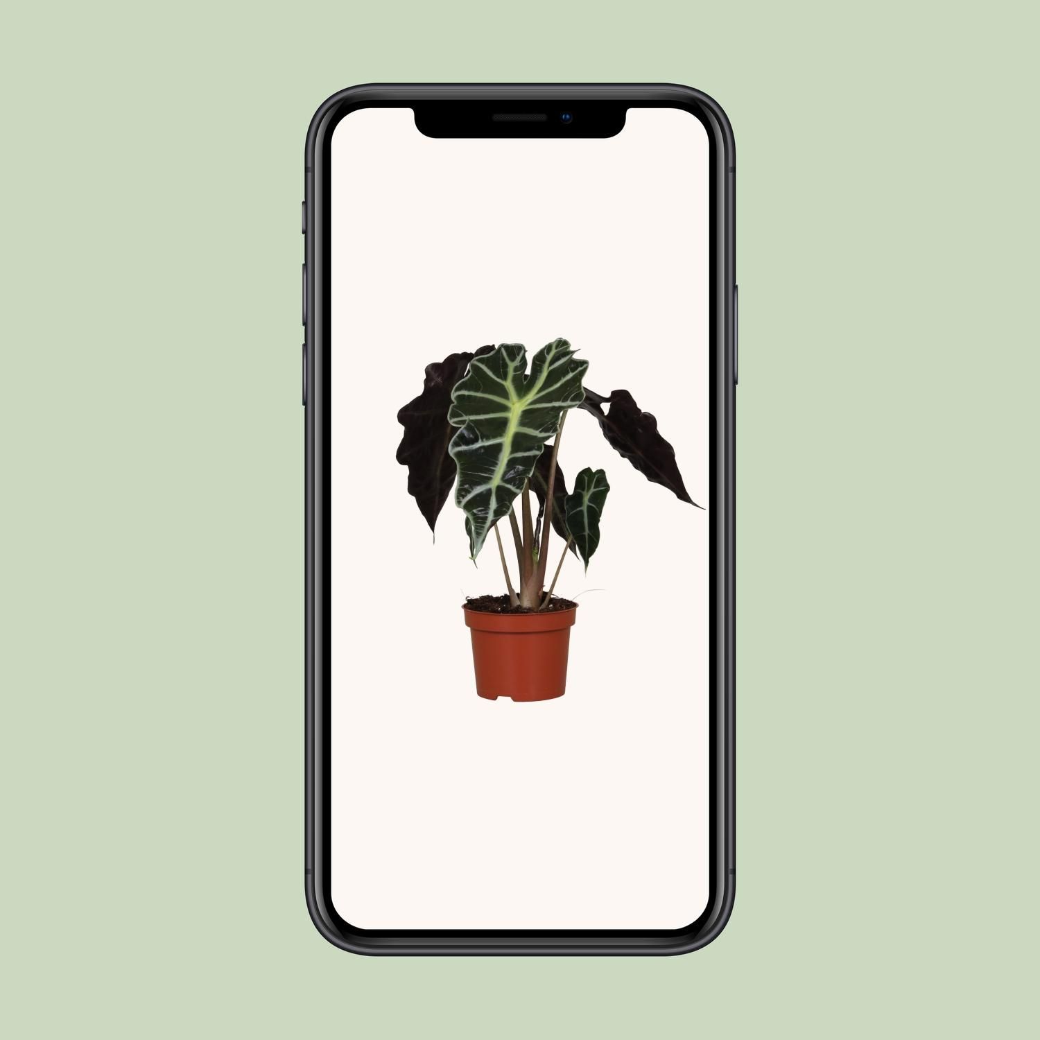Alocasia Amazonica Polly Zimmerpflanze