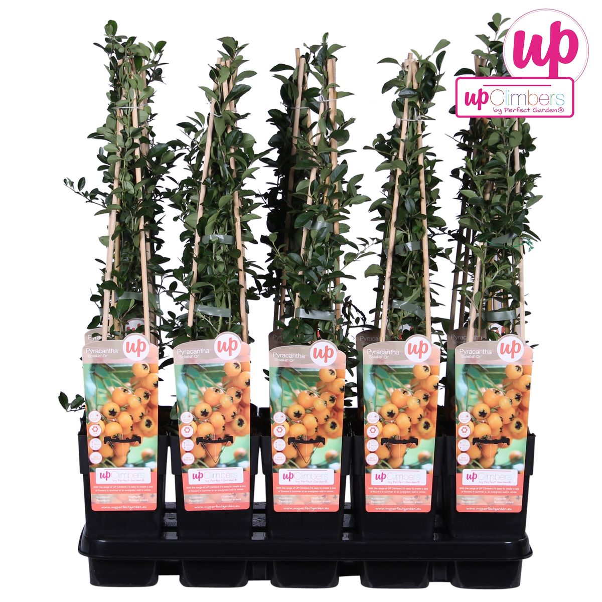 Pyracantha Strauch Soleil dOr