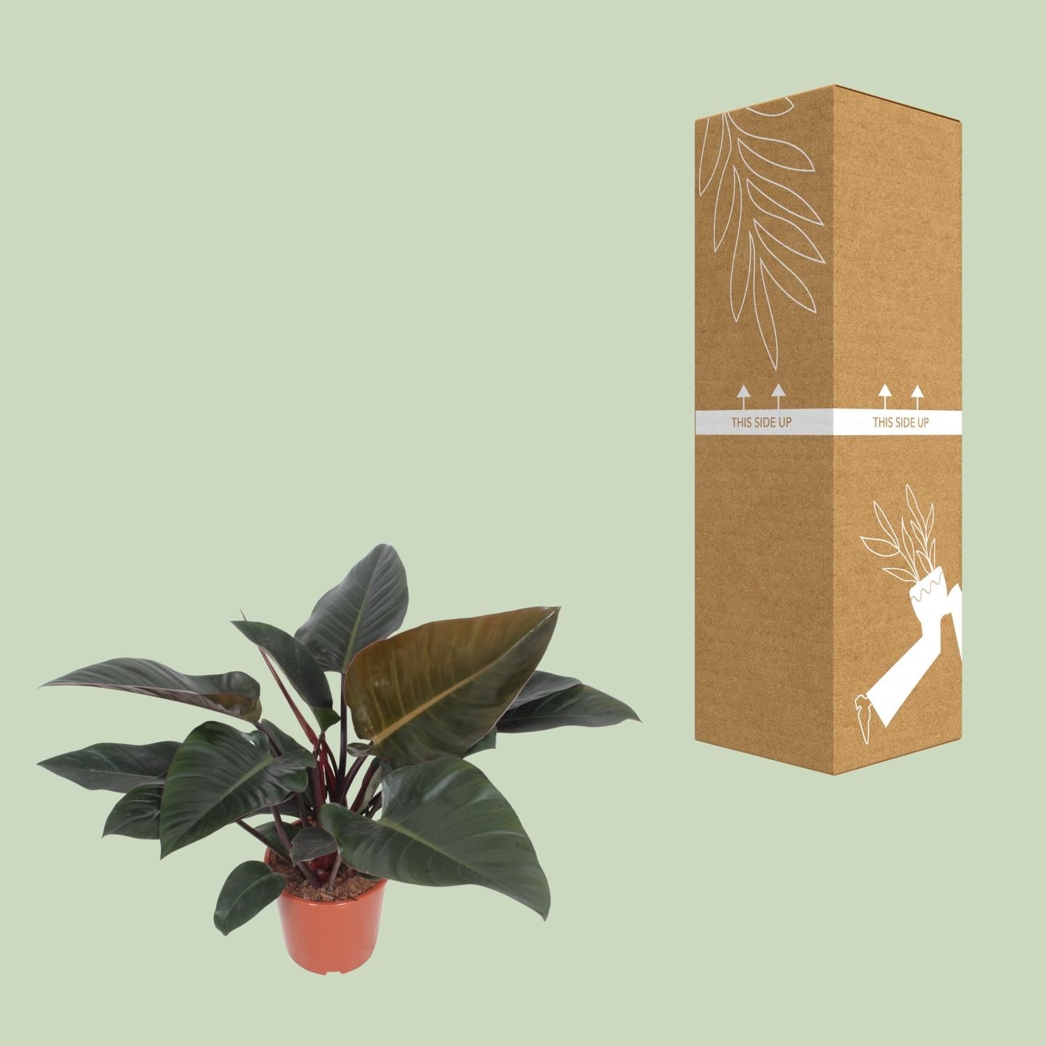 Philodendron Congo Red Zimmerpflanze