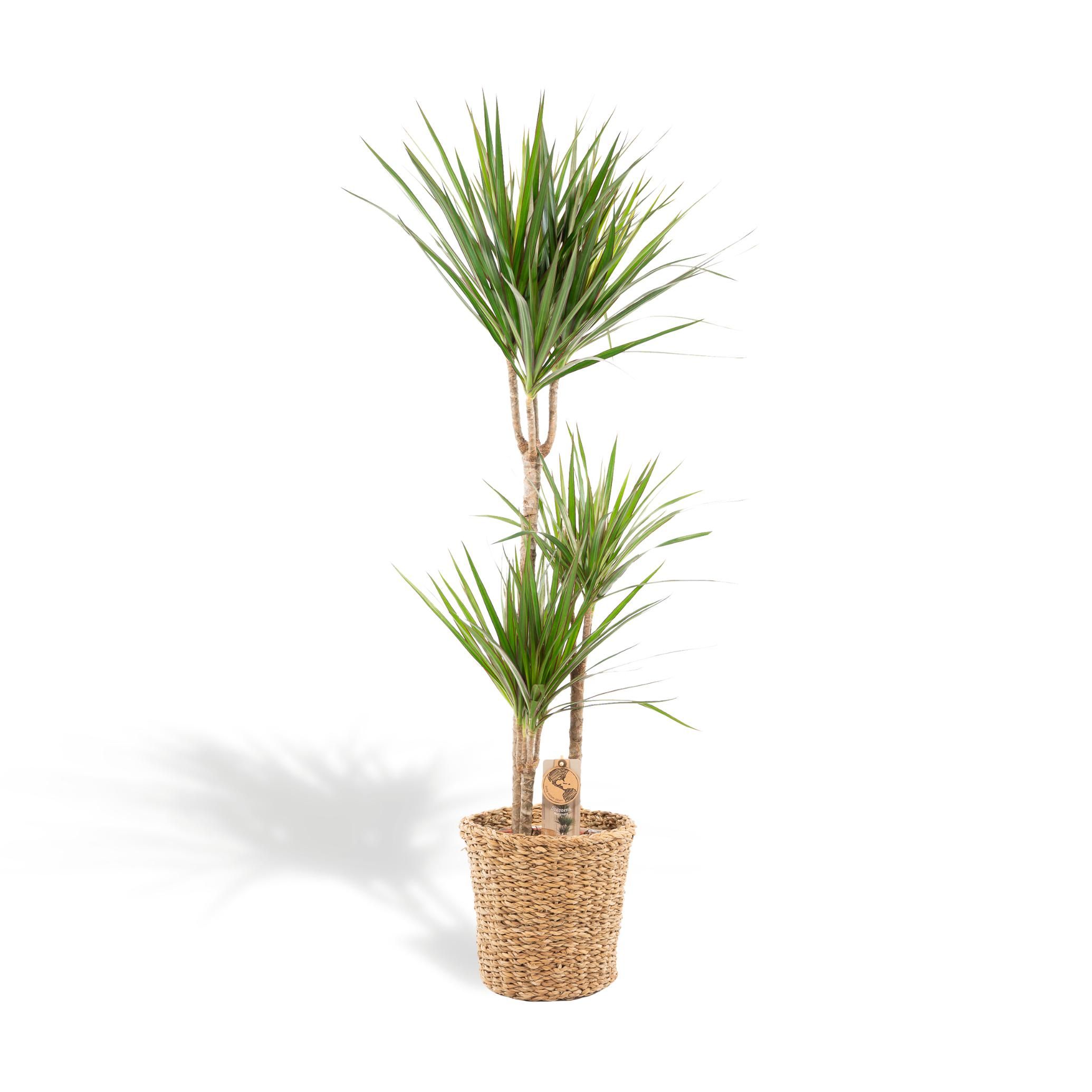 Dracaena - Tropischer Drachenbaum im Korb